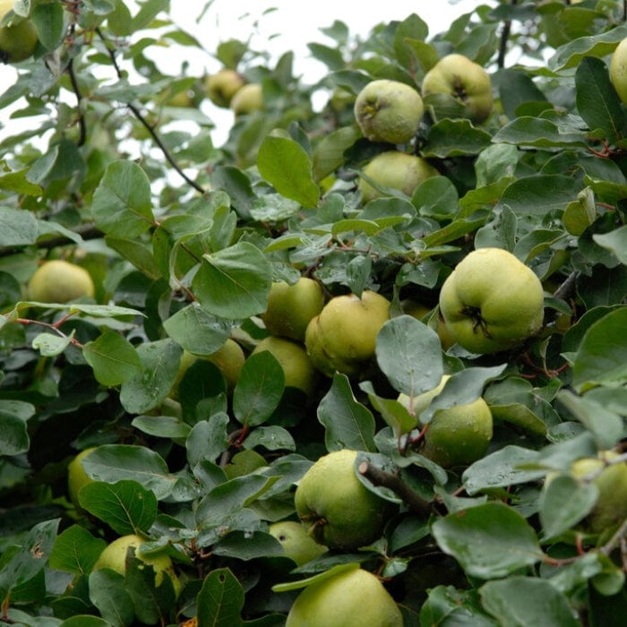 'Serbian Gold' Quince Tree - Image 2