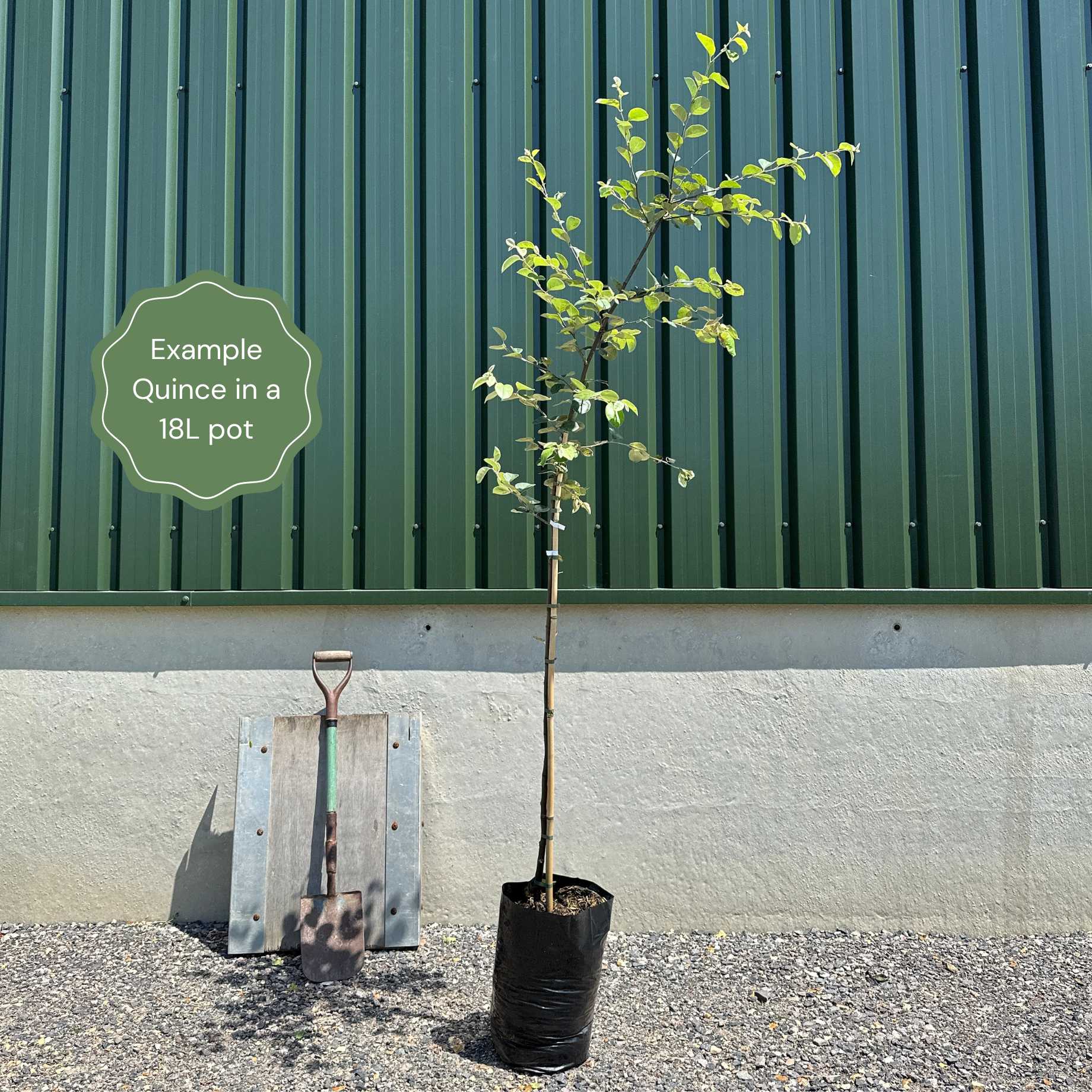 'Serbian Gold' Quince Tree - Image 5
