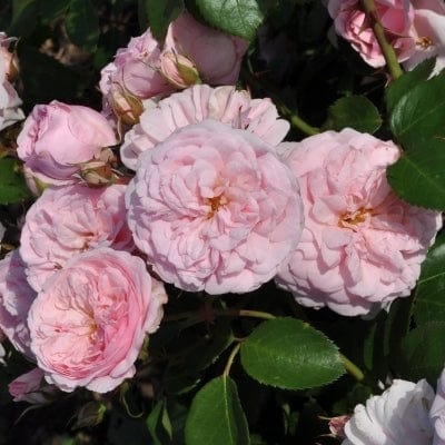 'My Beloved Mother' Shrub Rose - Image 3