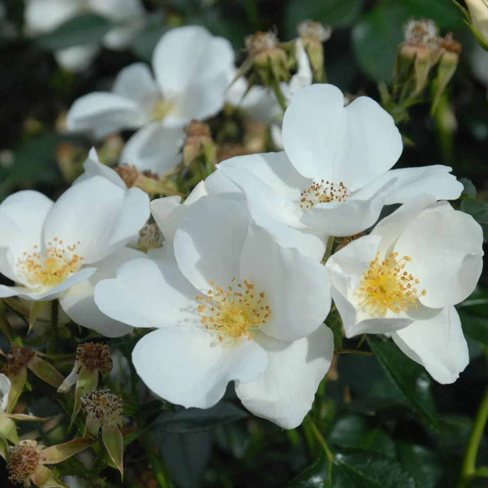 Shrub Rose Collection | Roses for the Border - Image 4