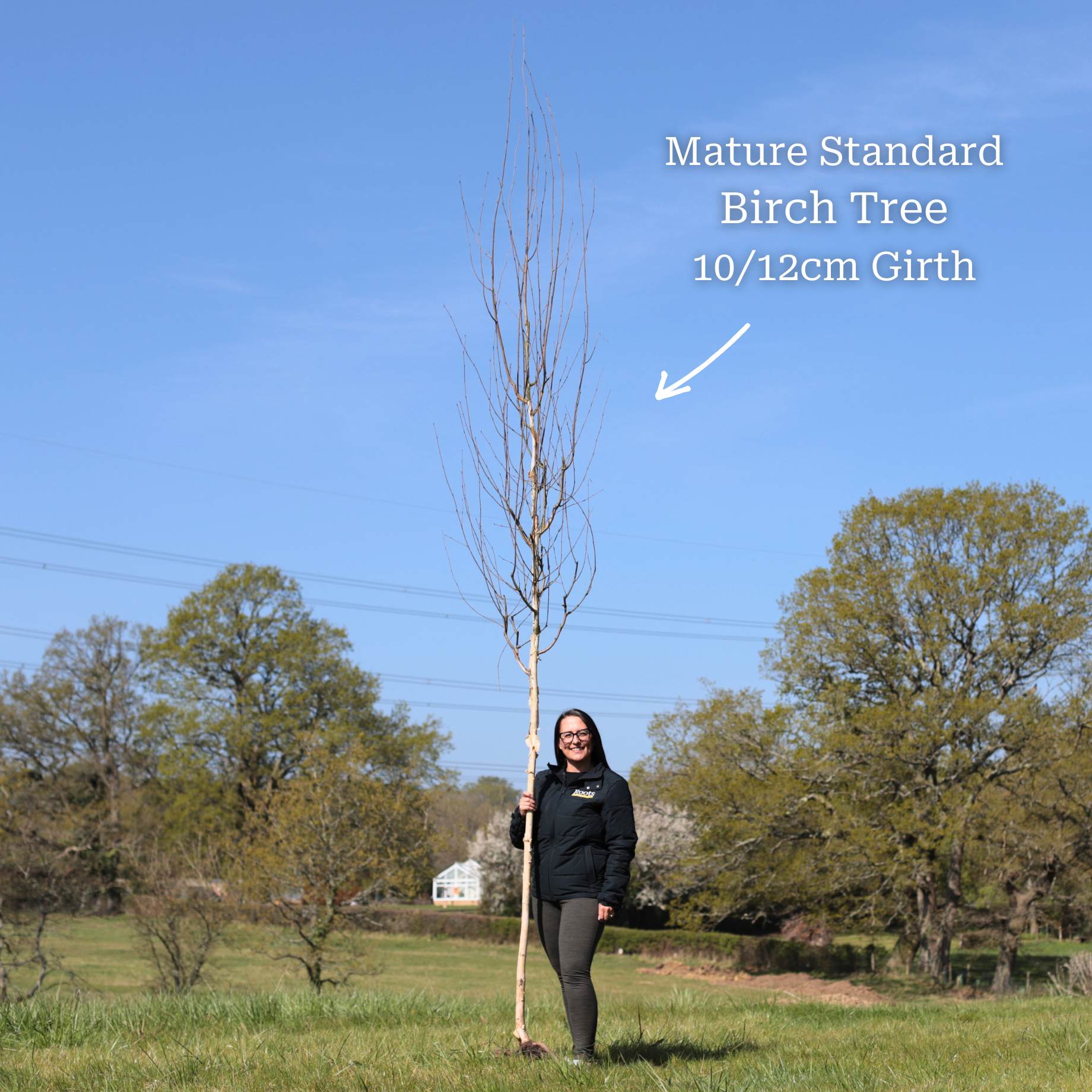 Silver Birch Tree | Betula pendula - Image 10