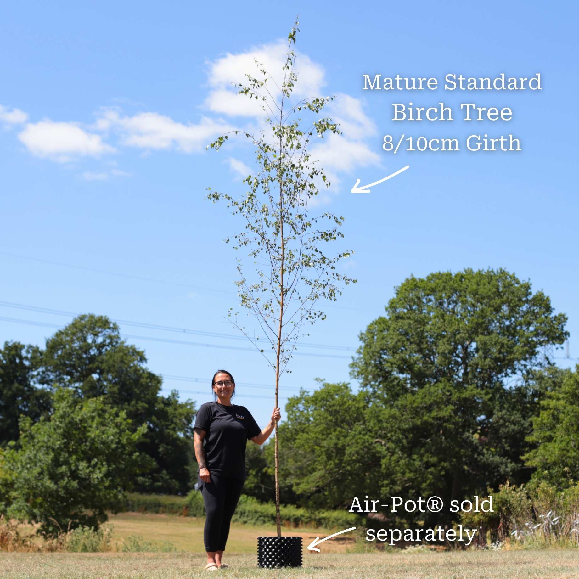 Silver Birch Tree | Betula pendula - Image 13