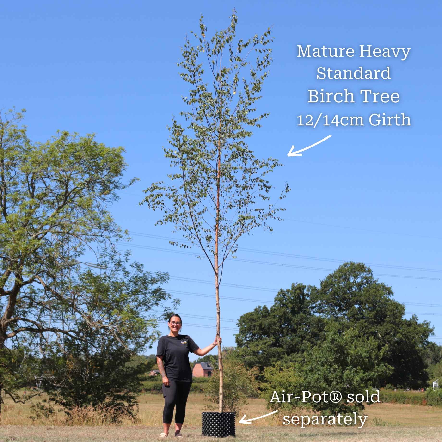 Silver Birch Tree | Betula pendula - Image 14