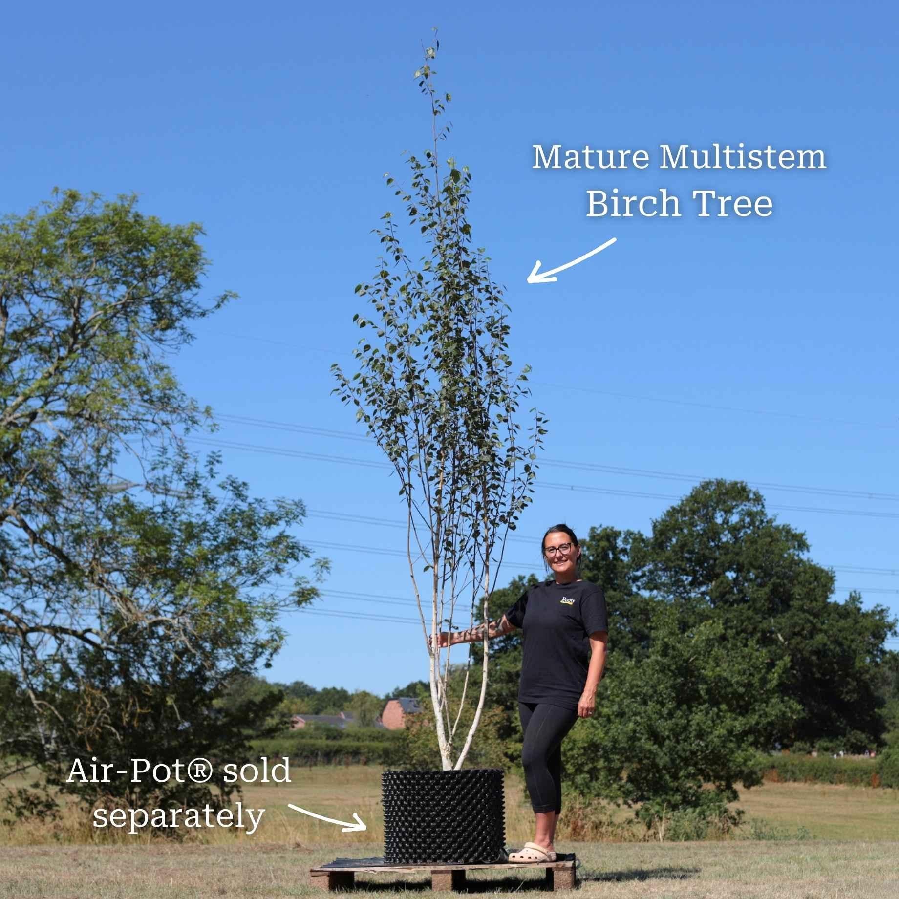 Silver Birch Tree | Betula pendula - Image 15