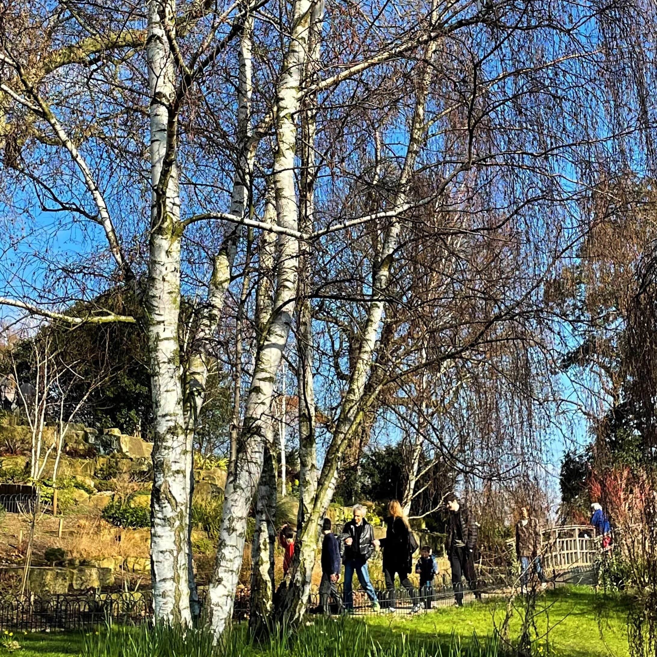 Silver Birch Tree | Betula pendula - Image 6