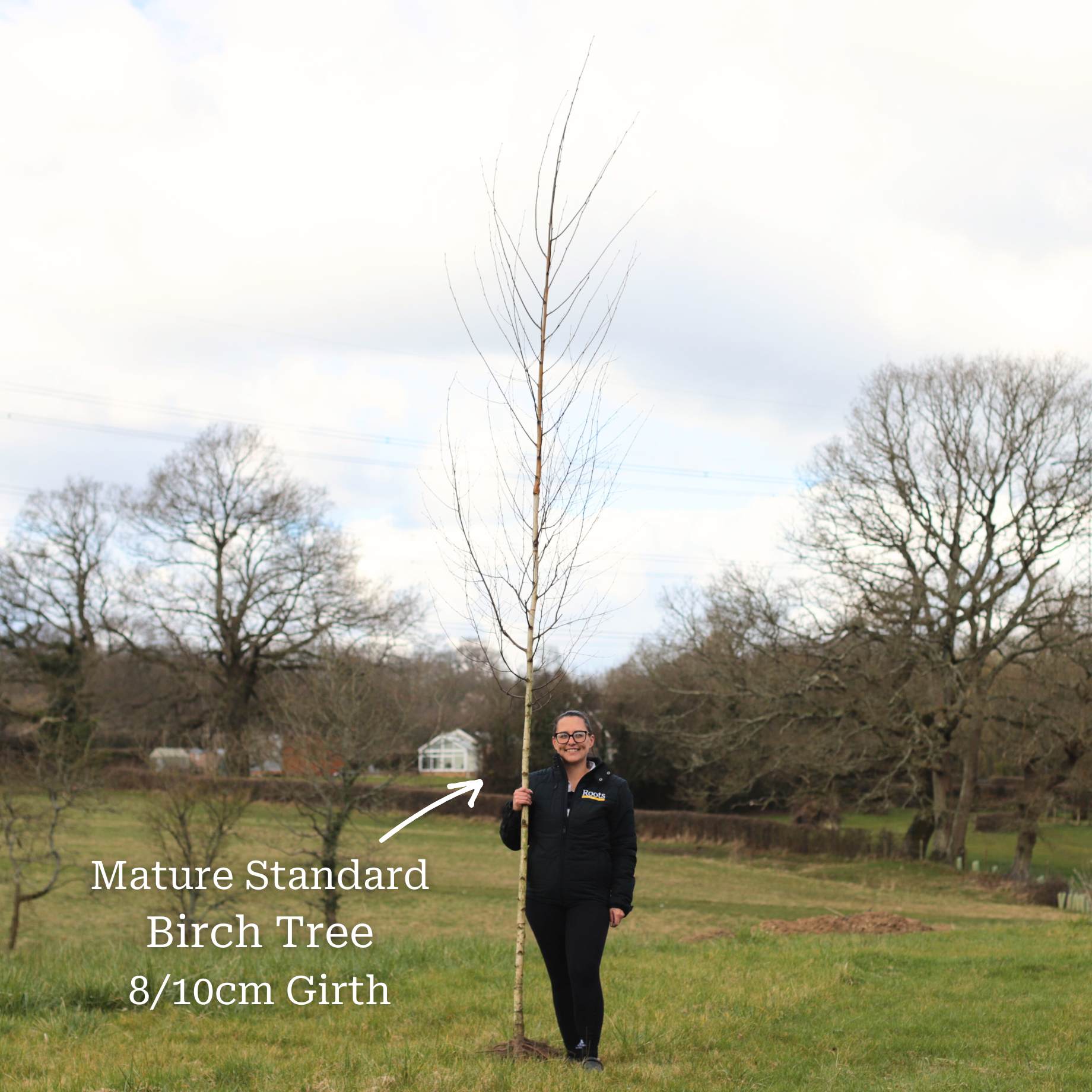 Silver Birch Tree | Betula pendula - Image 7