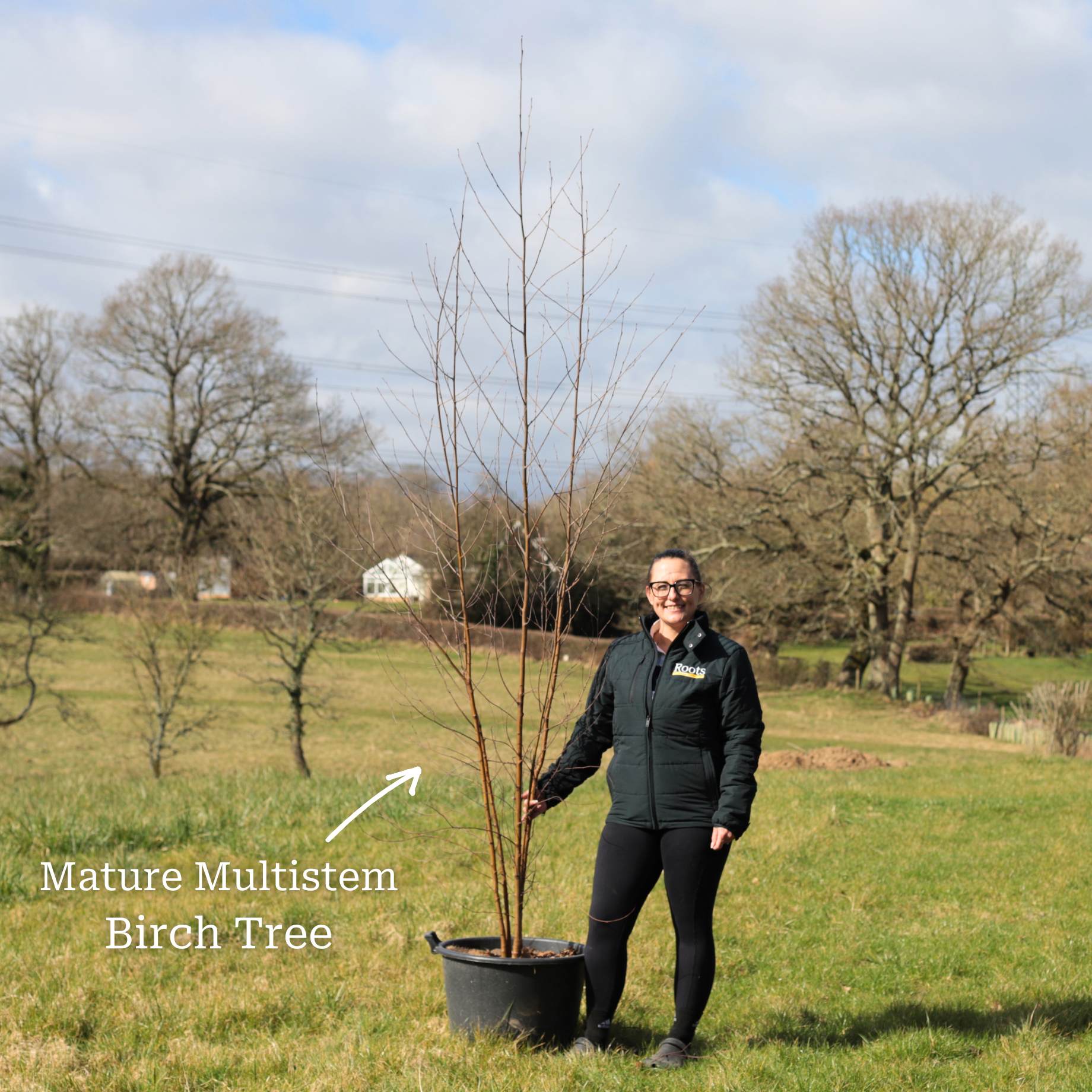 Silver Birch Tree | Betula pendula - Image 8