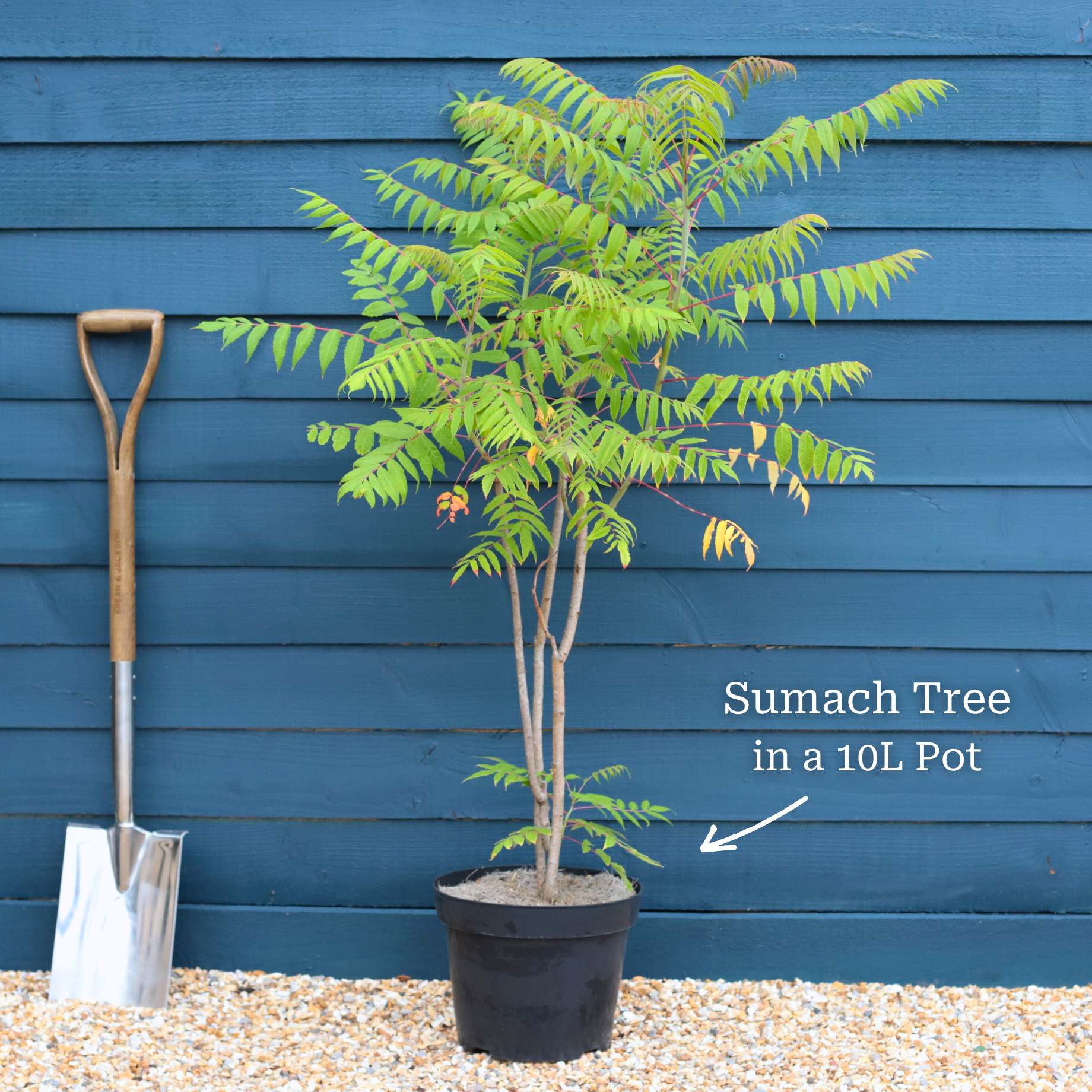 Smooth Sumach Tree | Rhus glabra - Image 3