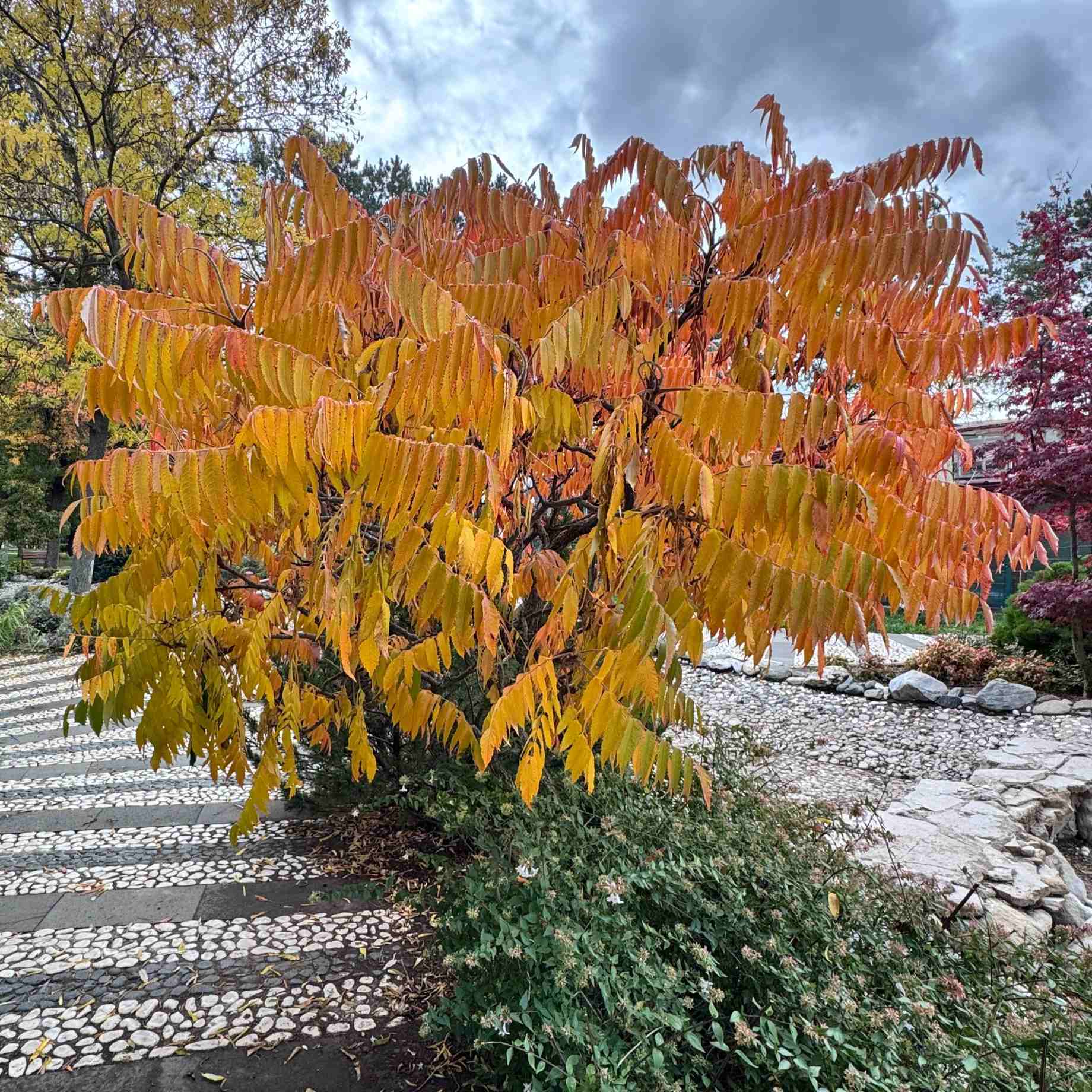 Smooth Sumach Tree | Rhus glabra - Image 4