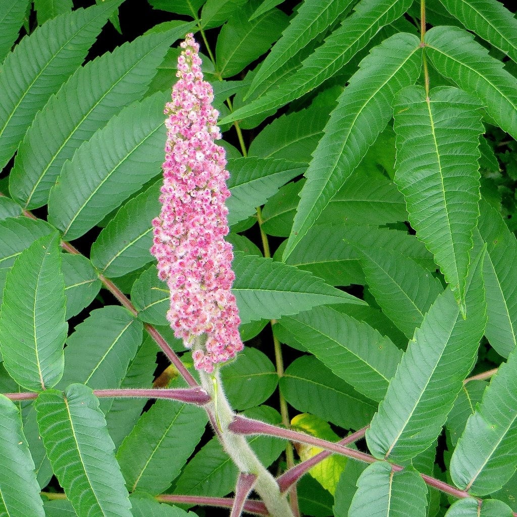 Smooth Sumach Tree | Rhus glabra - Image 5