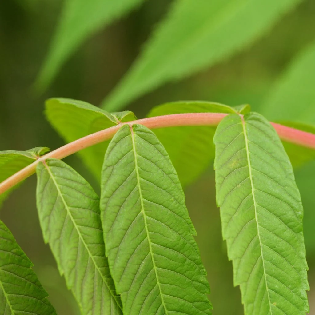 Smooth Sumach Tree | Rhus glabra - Image 6