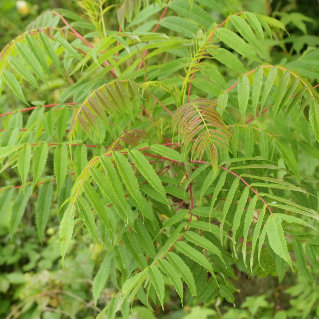Smooth Sumach Tree | Rhus glabra - Image 7
