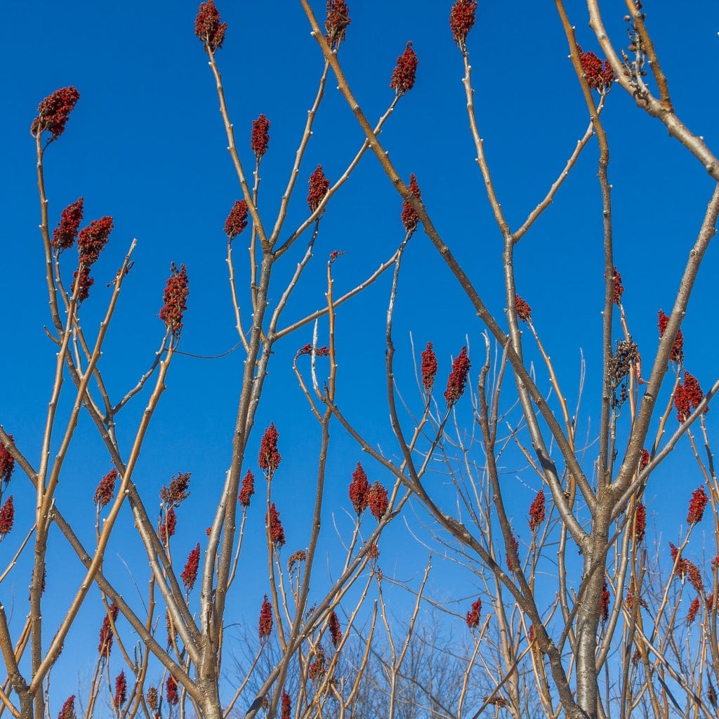 Smooth Sumach Tree | Rhus glabra - Image 8