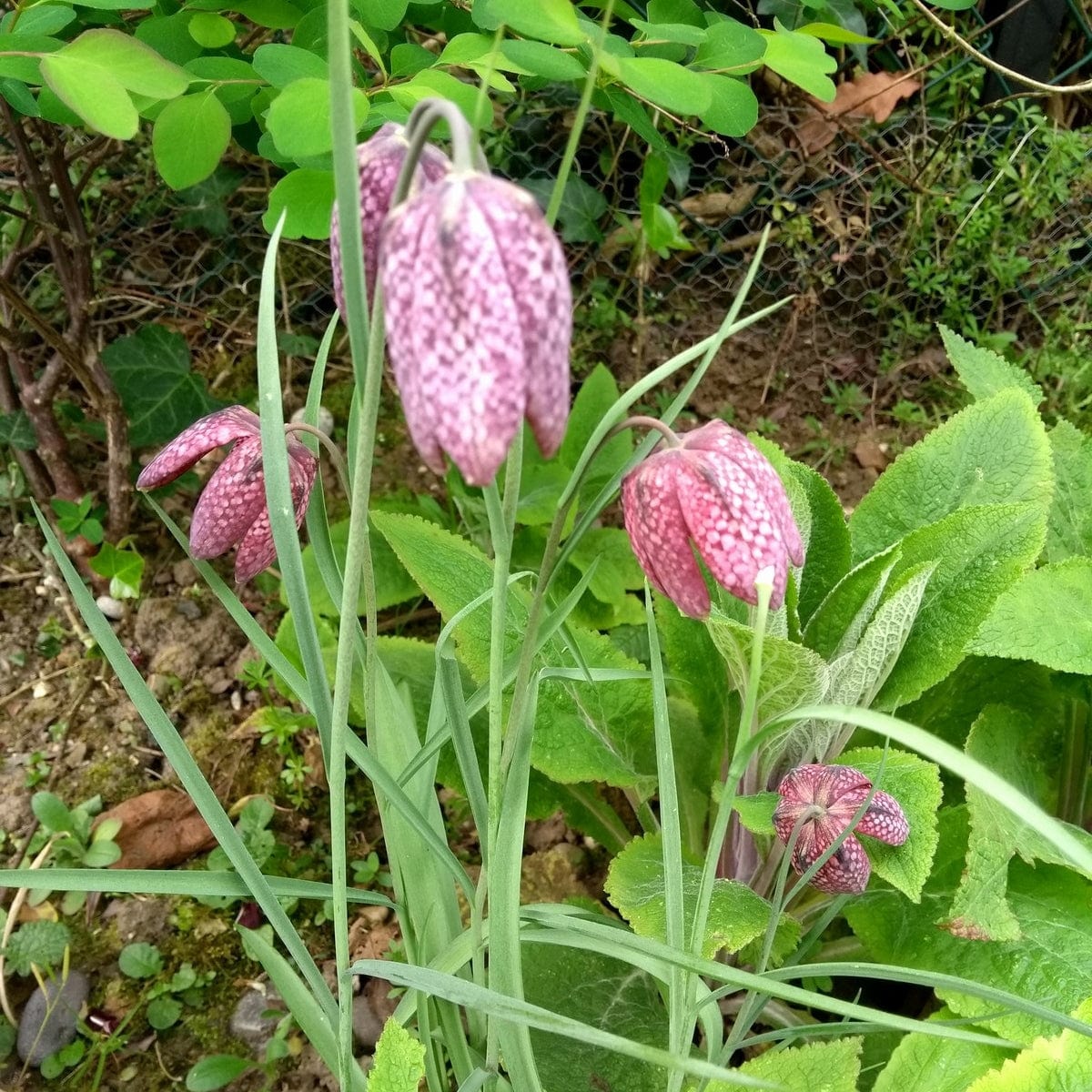 Snake's Head Fritillary | Fritillaria meleagris - Image 3