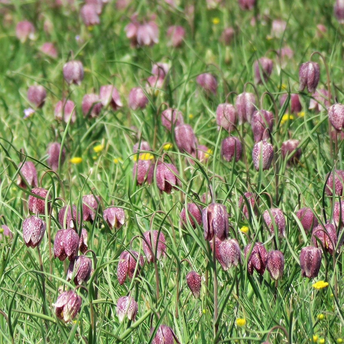 Snake's Head Fritillary | Fritillaria meleagris - Image 4
