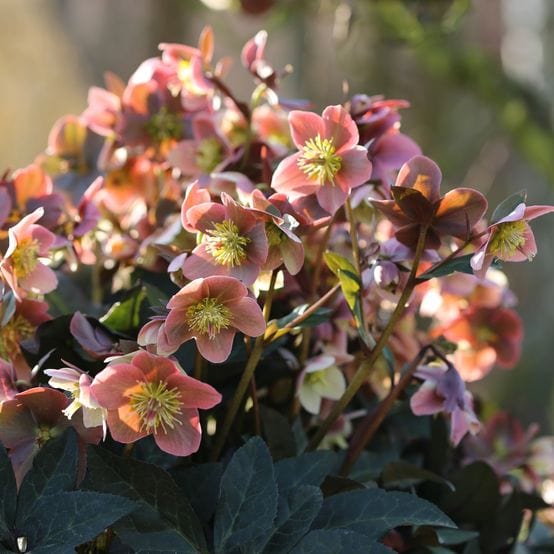 'Merlin®' Snow Rose | Hellebore Gold Collection®