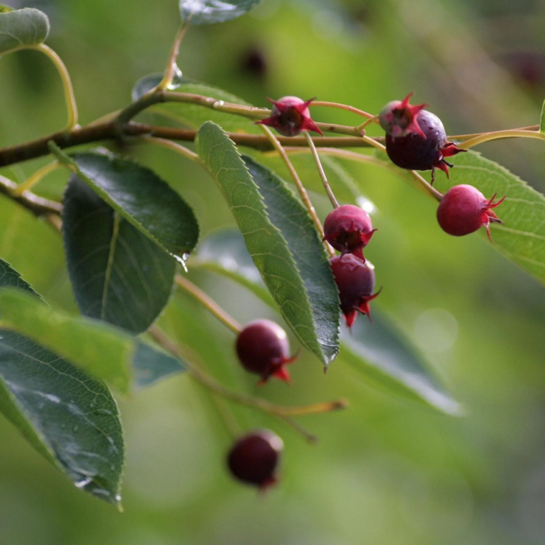 Snowy Mespilus Tree | Amelanchier lamarckii - Image 4