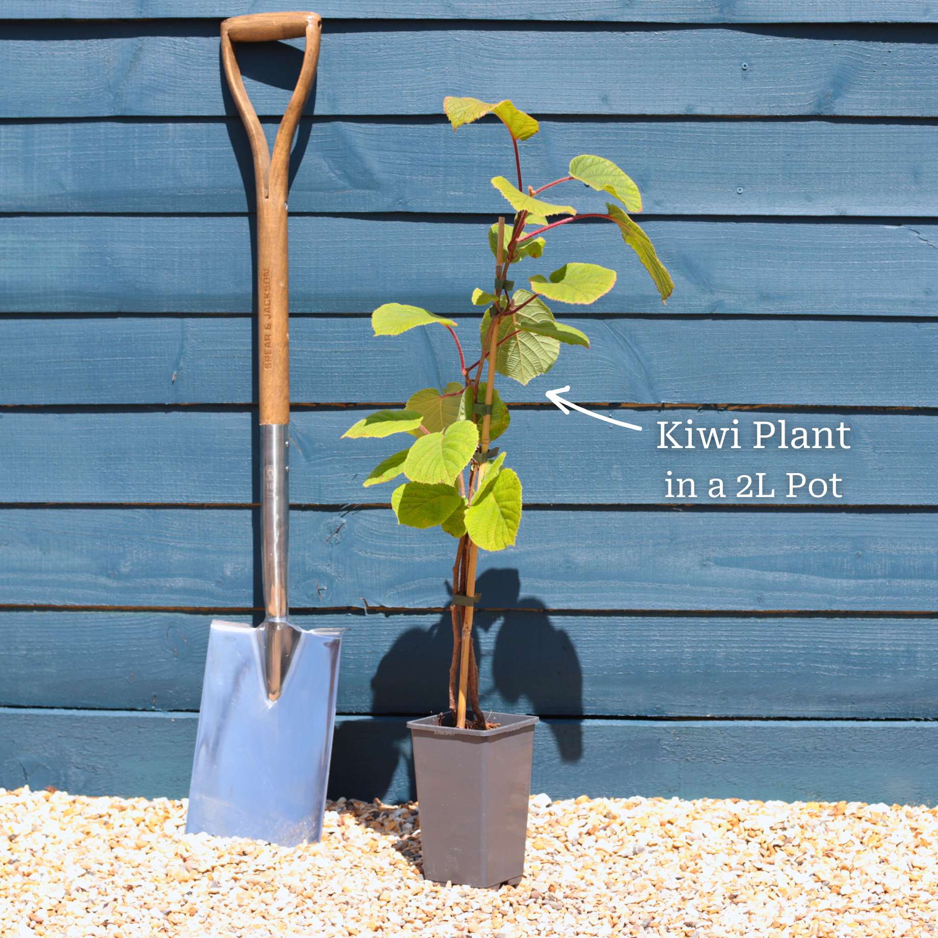 'Solissimo' Kiwi Plant - Image 3