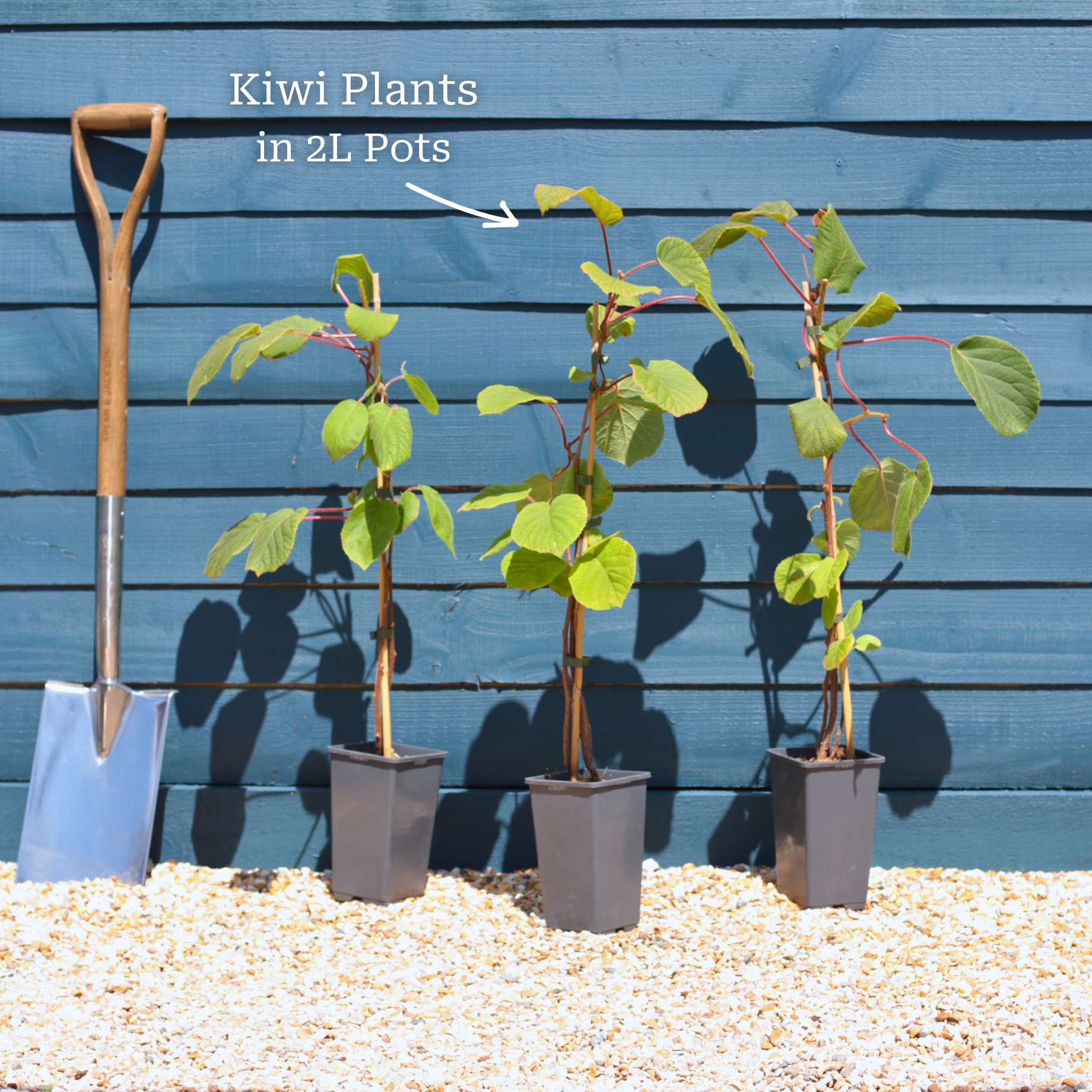 'Solissimo' Kiwi Plant - Image 4
