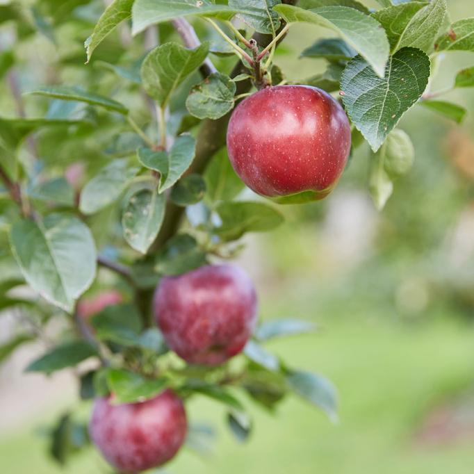 'Spartan' Apple Tree - Image 4
