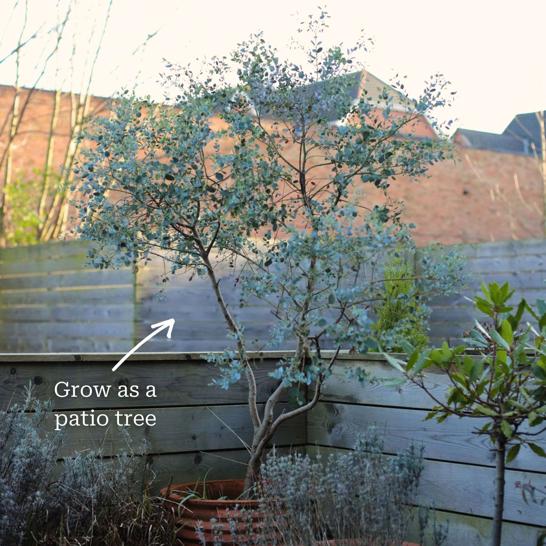 Standard Eucalyptus Tree | Eucalyptus gunnii - Image 3