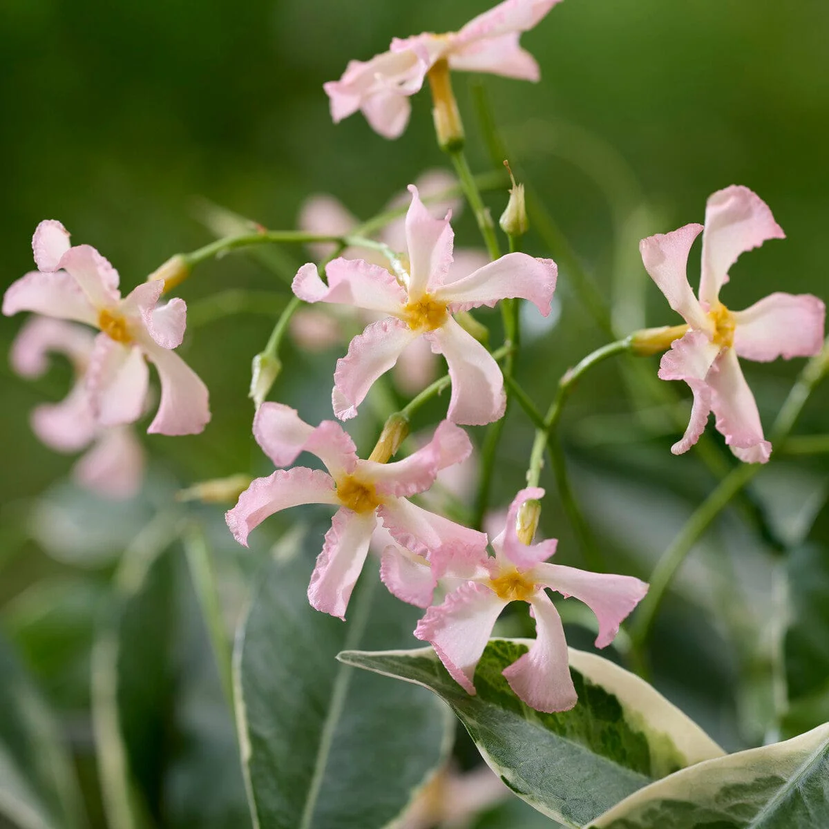 Pink Star Jasmine | Trachelospermum jasminoides 'Star of Milano' - Image 2
