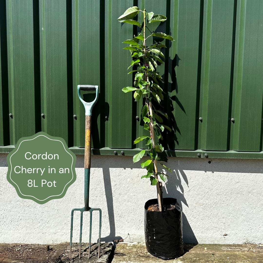 'Stella' Cherry Tree - Image 9