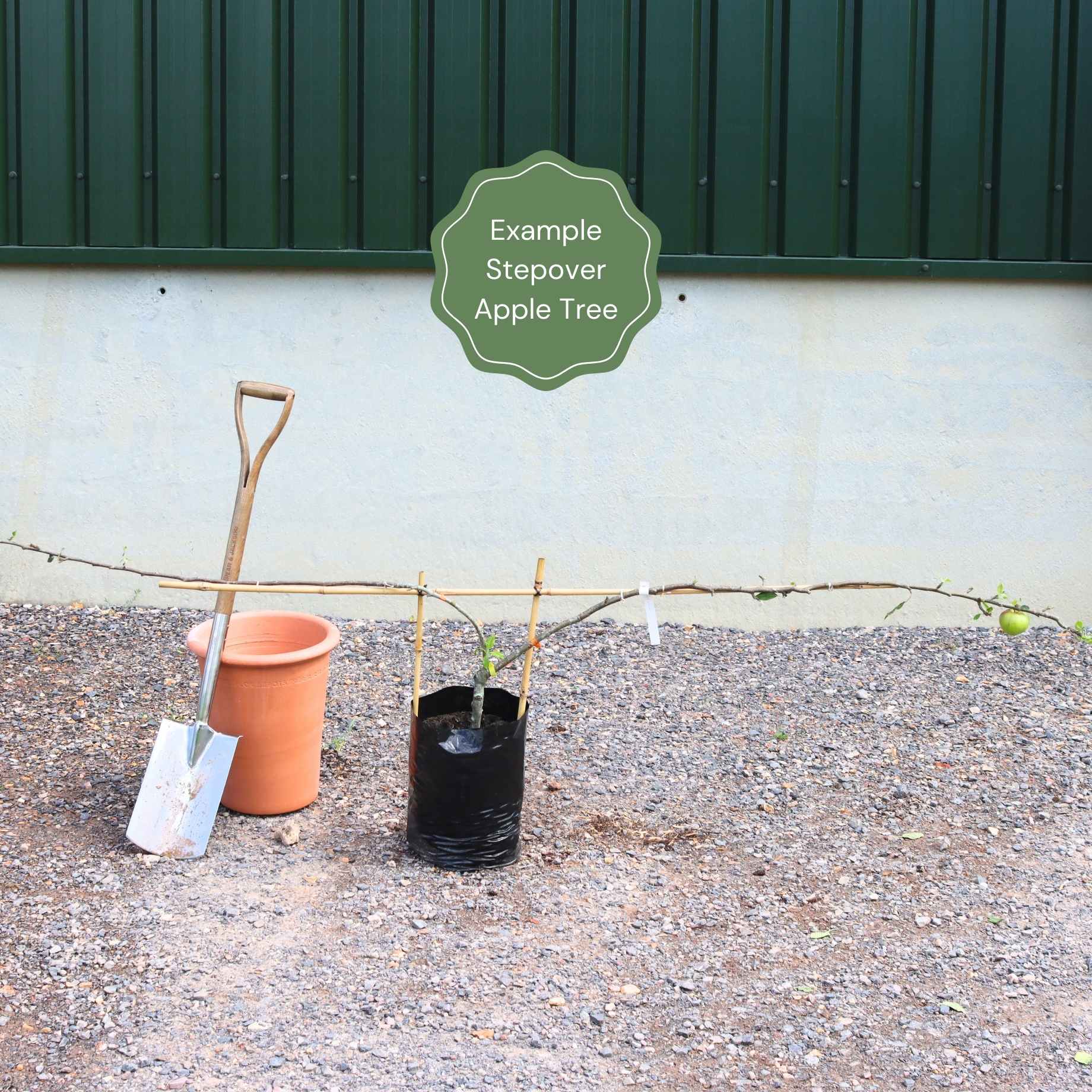 Stepover Apple Tree - Image 4