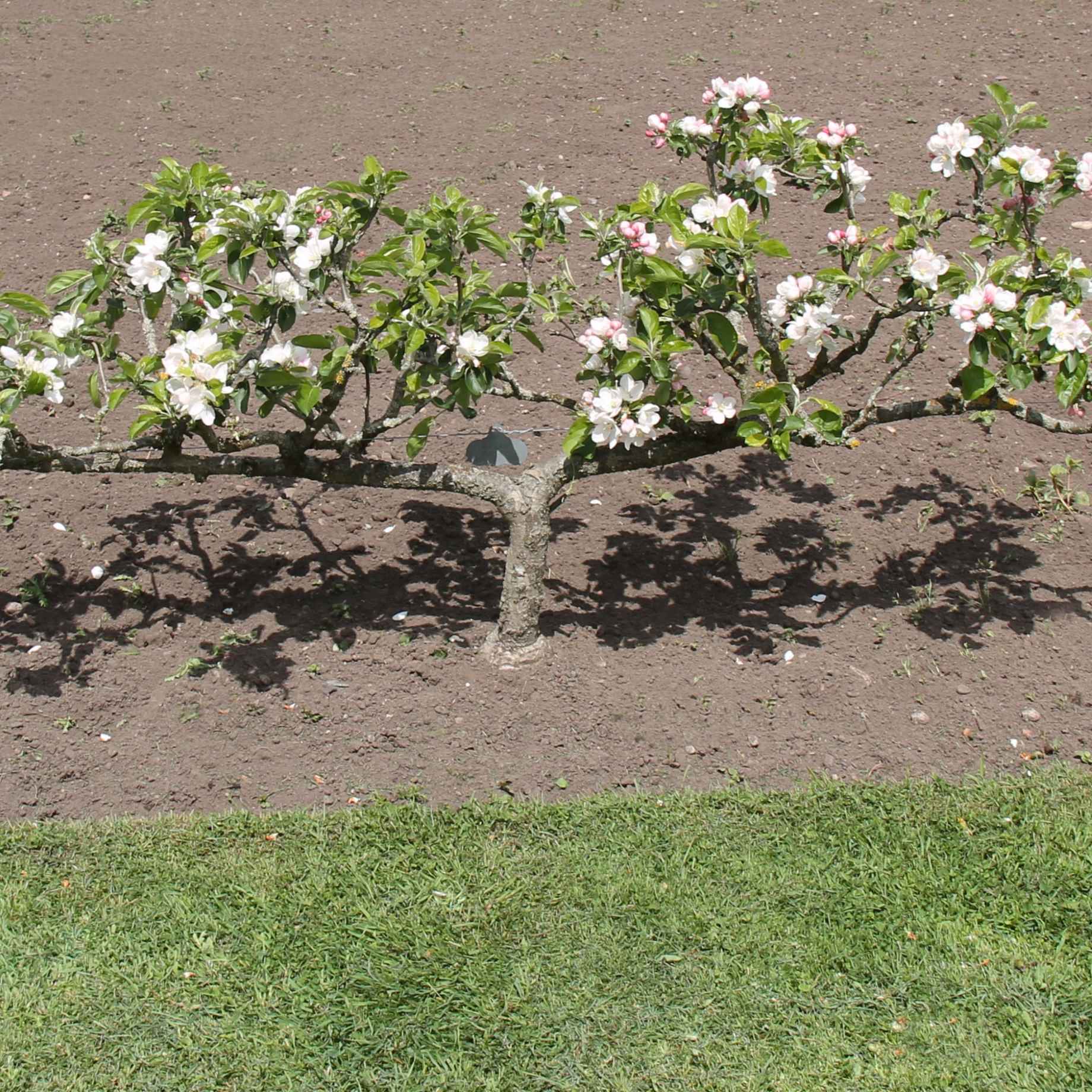 Stepover Pear Tree - Image 3