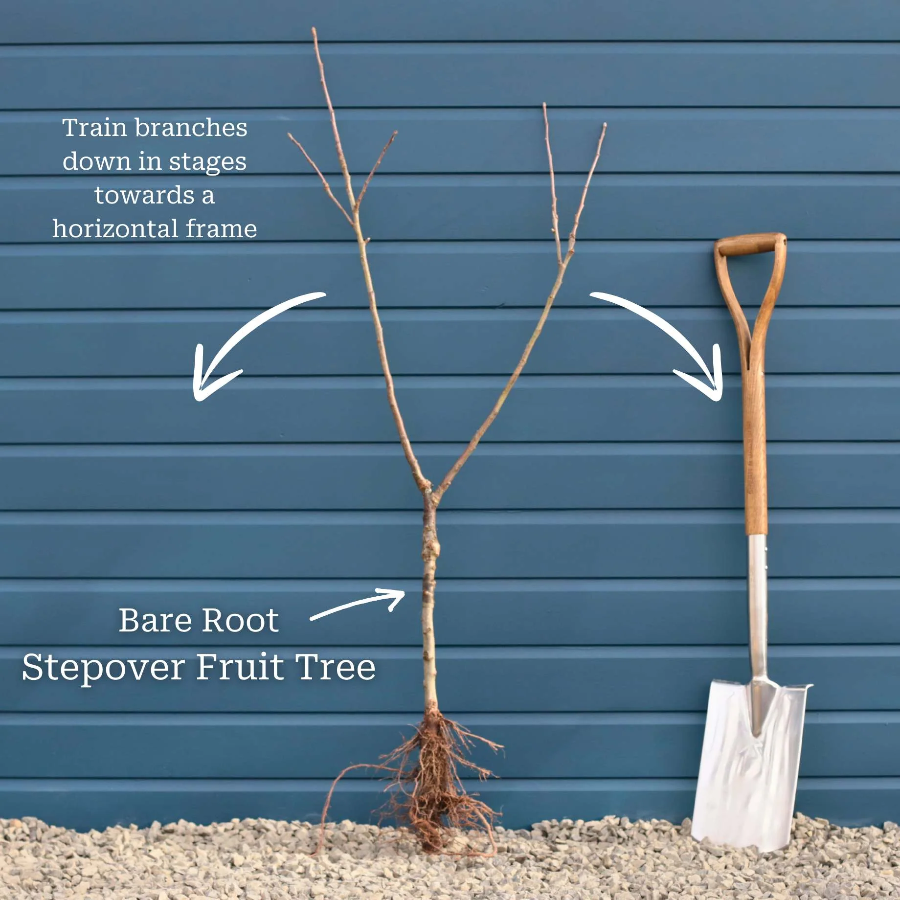 Stepover Apple Tree - Image 3