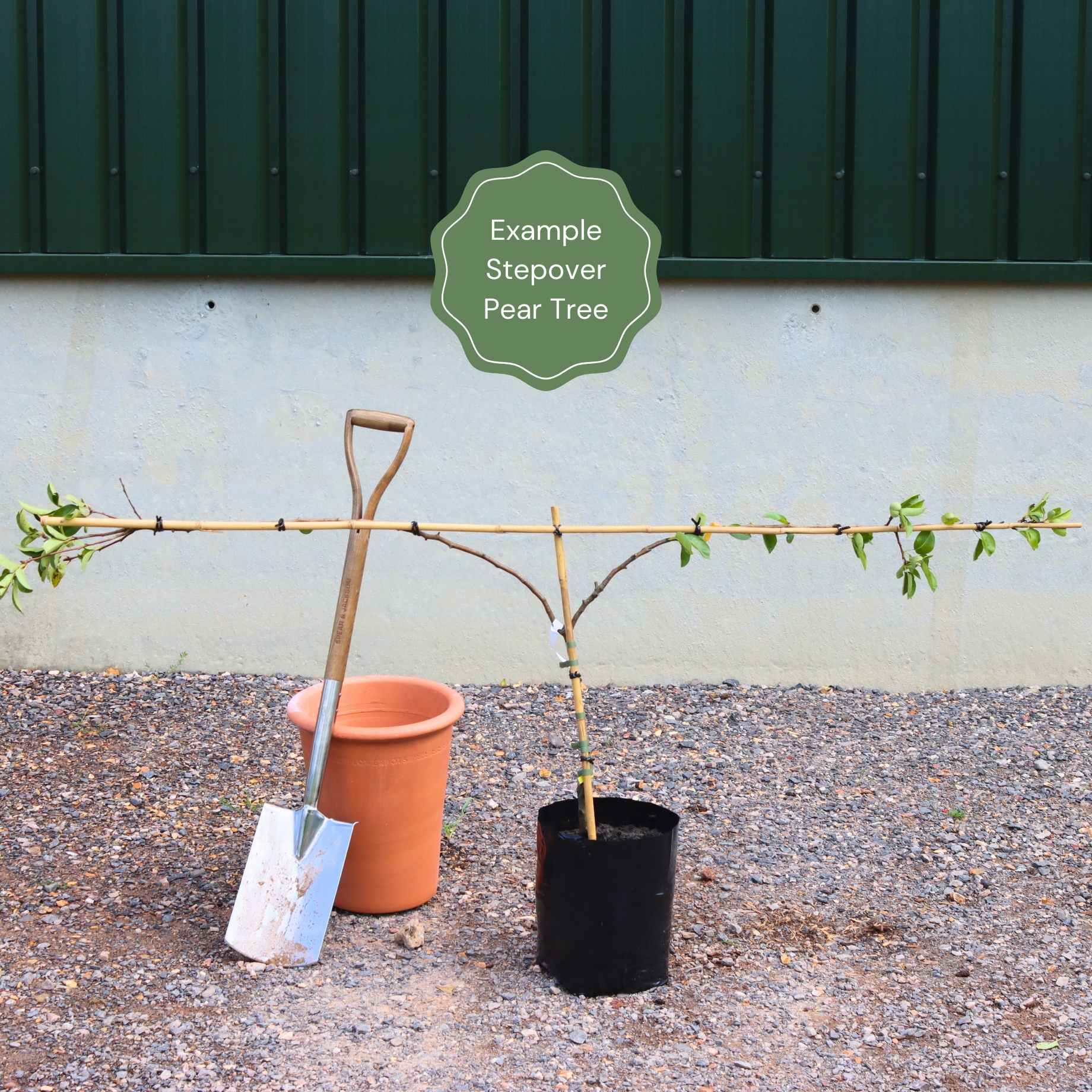 Stepover Pear Tree - Image 5