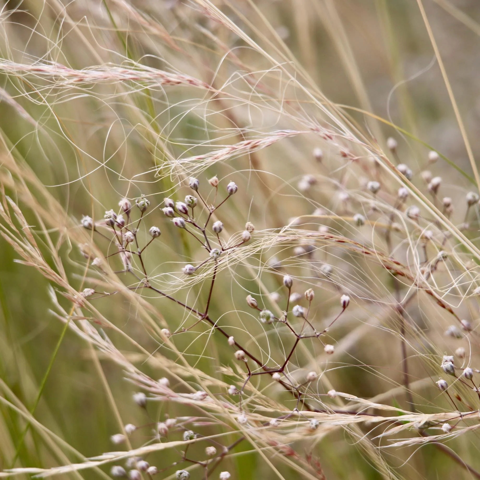 Mexican Feather Grass | Stipa tenuissima - Image 2