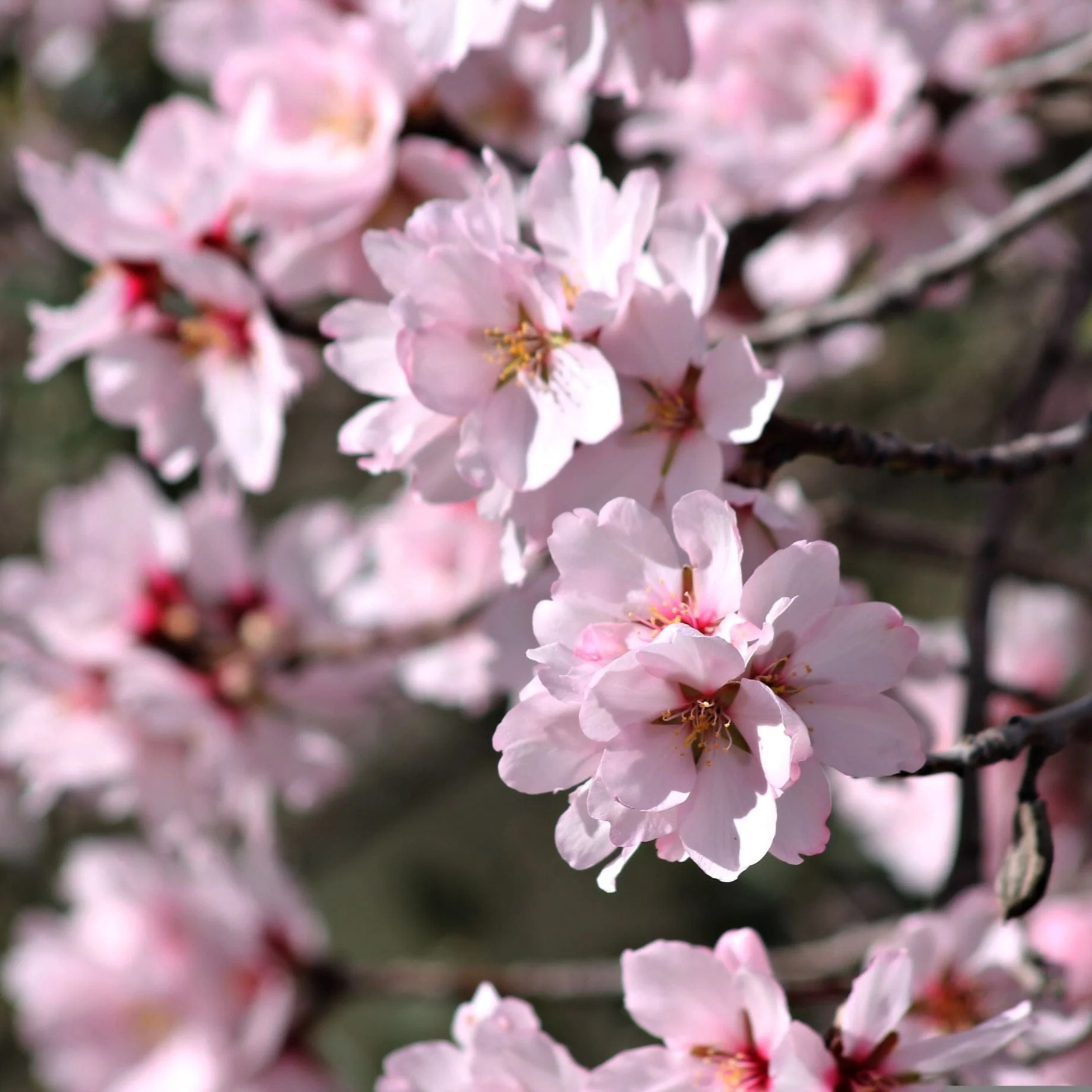 'Sultane' Almond Tree | Prunus dulcis - Image 4