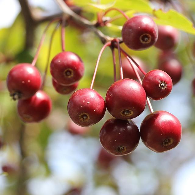 'Sun Rival' Crabapple Tree - Image 3