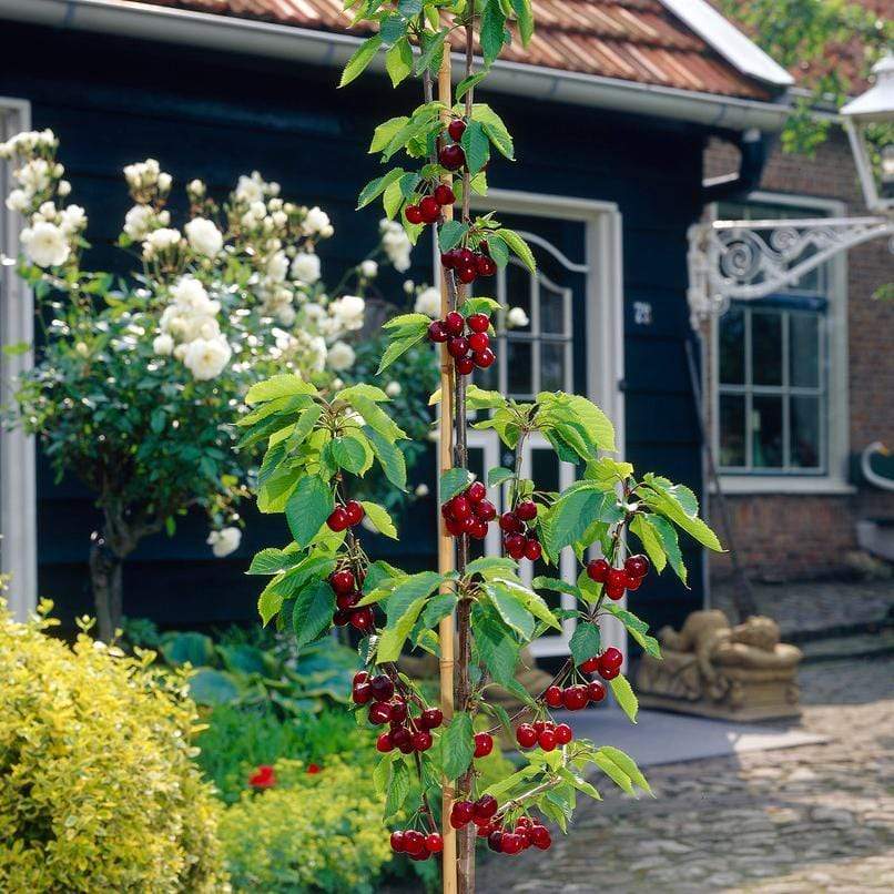 'Sunburst' Cherry Tree - Image 4