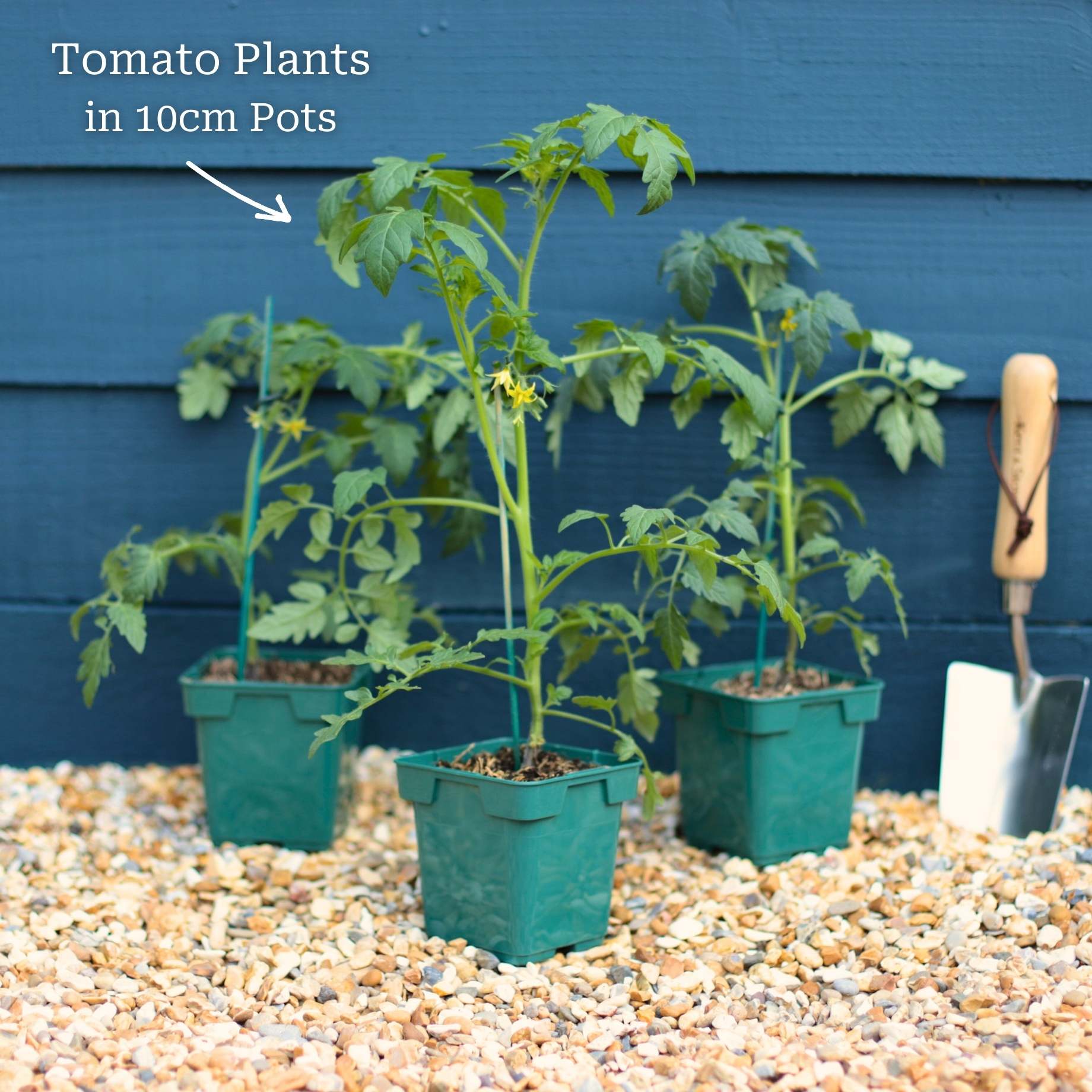 'Supersweet' Cherry Tomato Plants - Image 4