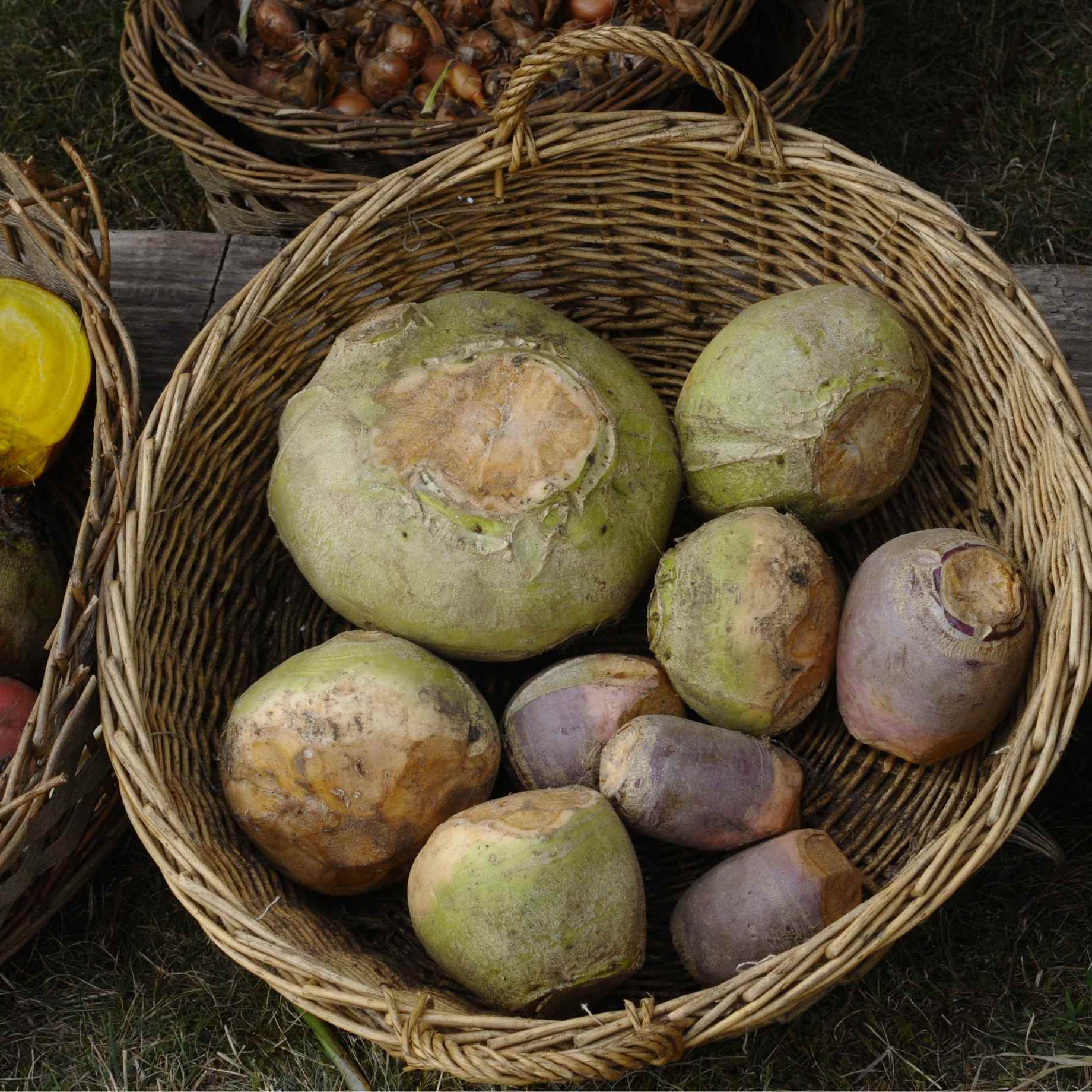 'Marian' Swede Plants - Image 3