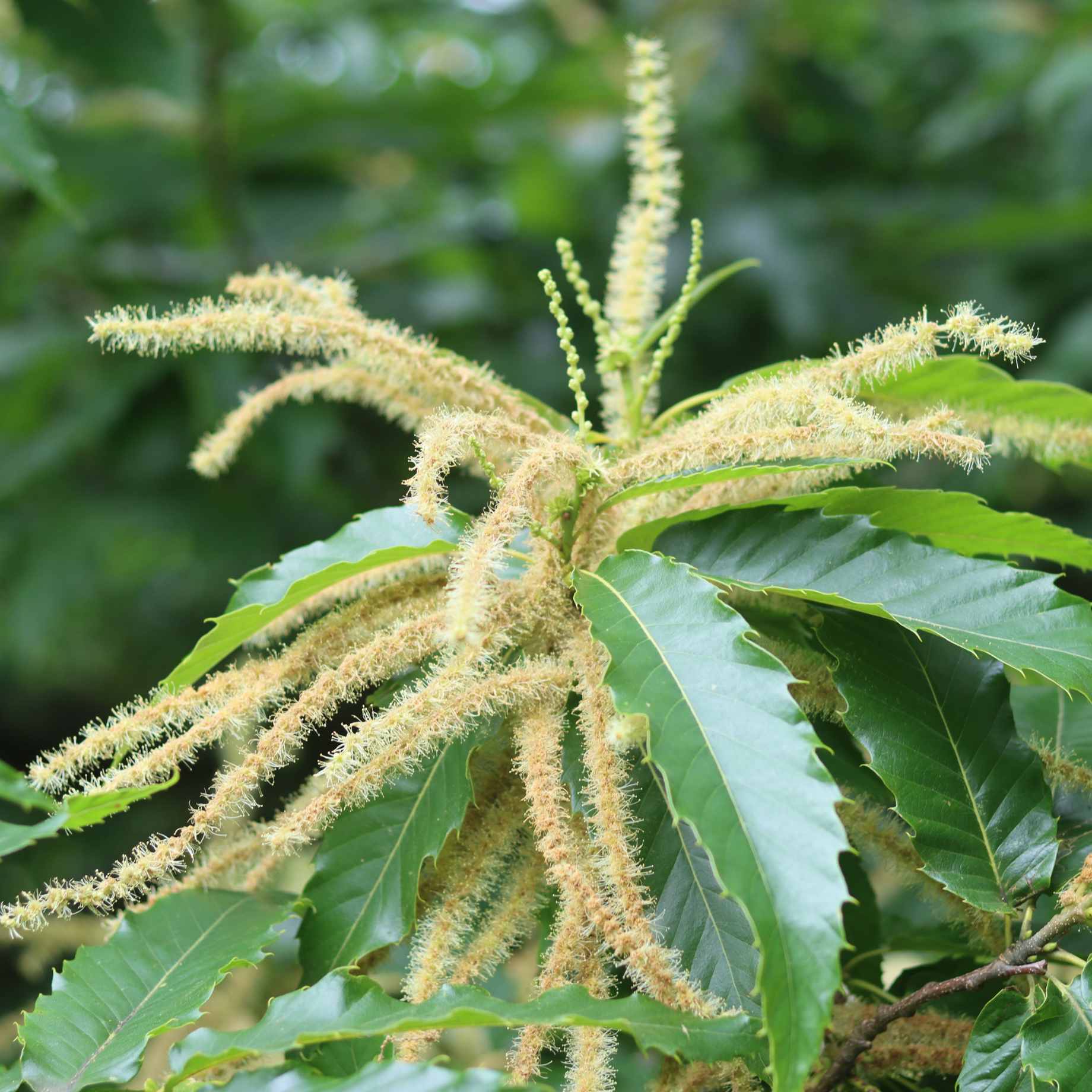 Sweet Chestnut Hedging | Castanea sativa - Image 2