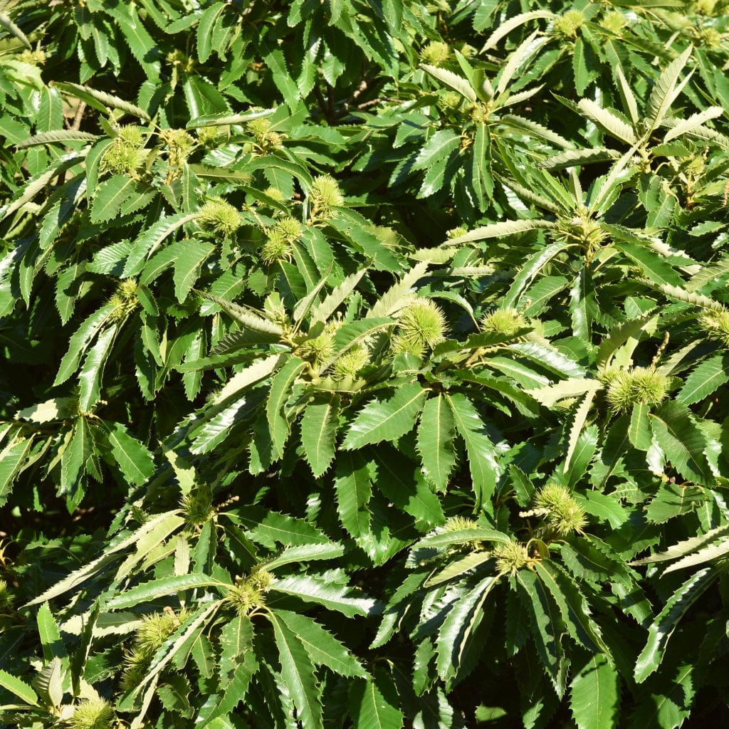 Sweet Chestnut Hedging | Castanea sativa - Image 3