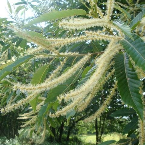 Chestnut Tree | Castanea sativa - Image 3