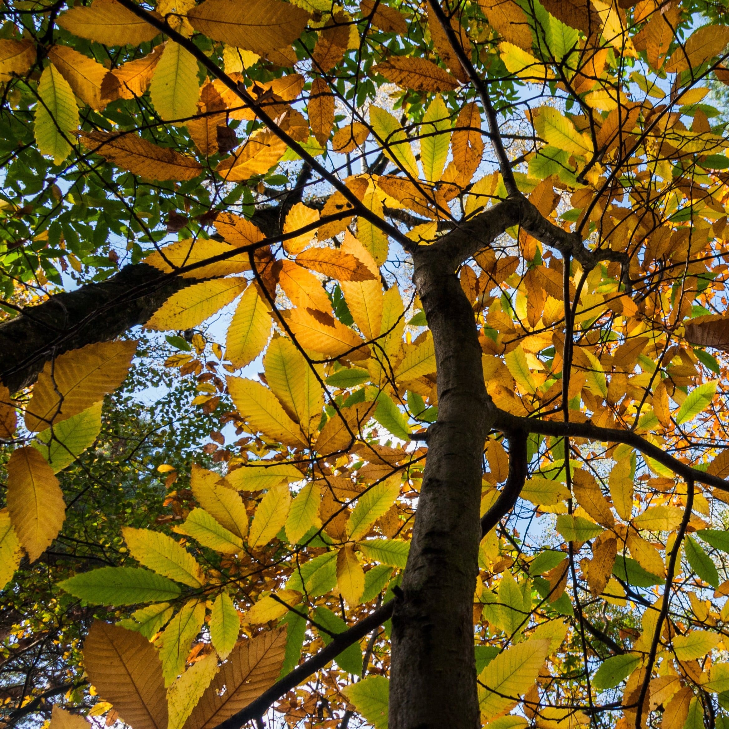 Chestnut Tree | Castanea sativa - Image 6