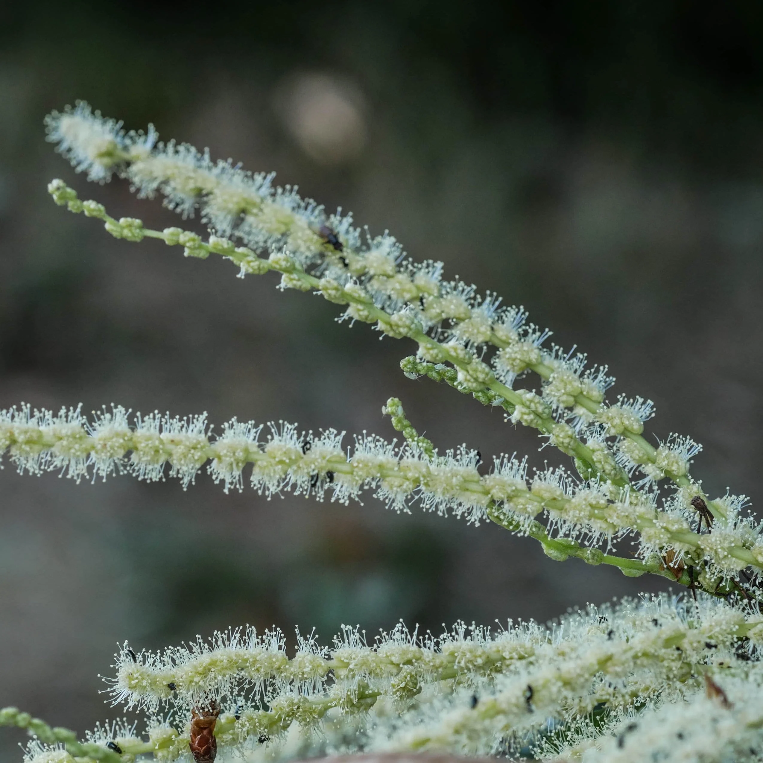 Chestnut Tree | Castanea sativa - Image 7