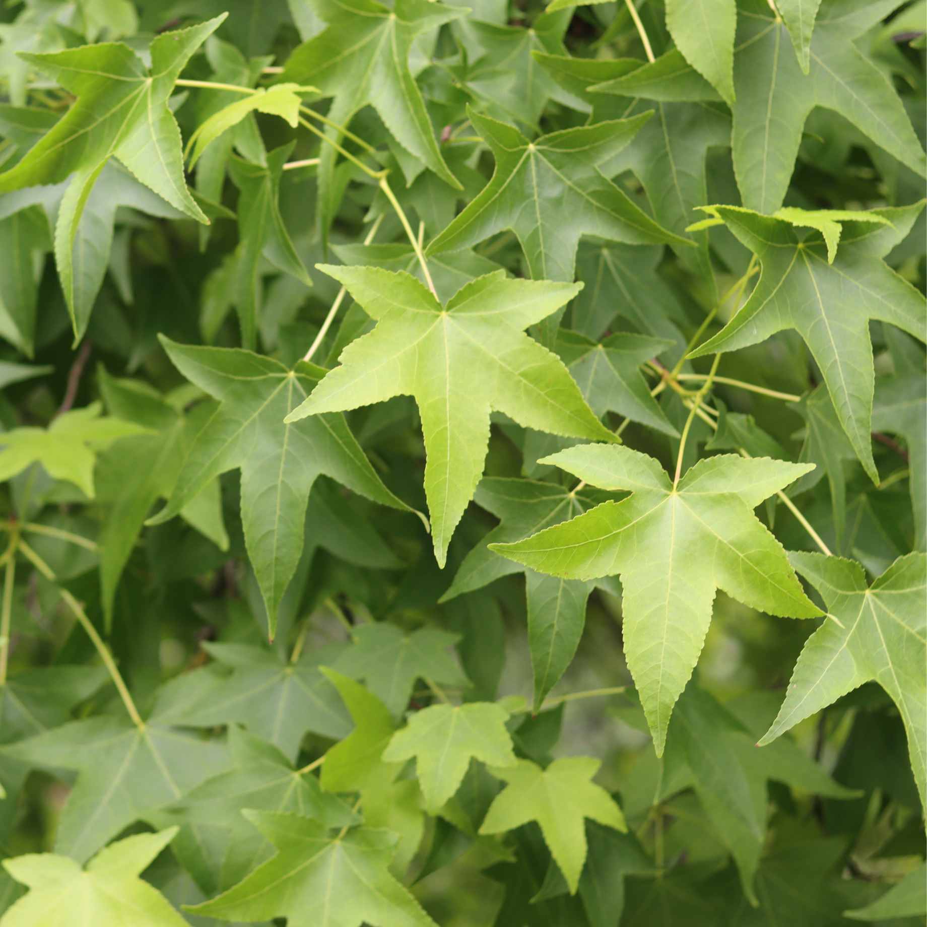 Sweetgum Tree | Liquidambar styraciflua 'Lane Roberts' - Image 3