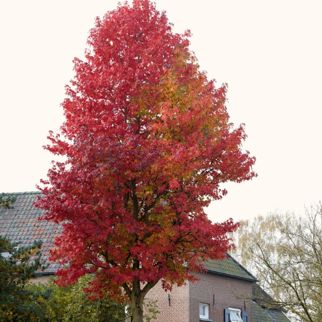 Sweetgum Tree | Liquidambar styraciflua 'Lane Roberts' - Image 6