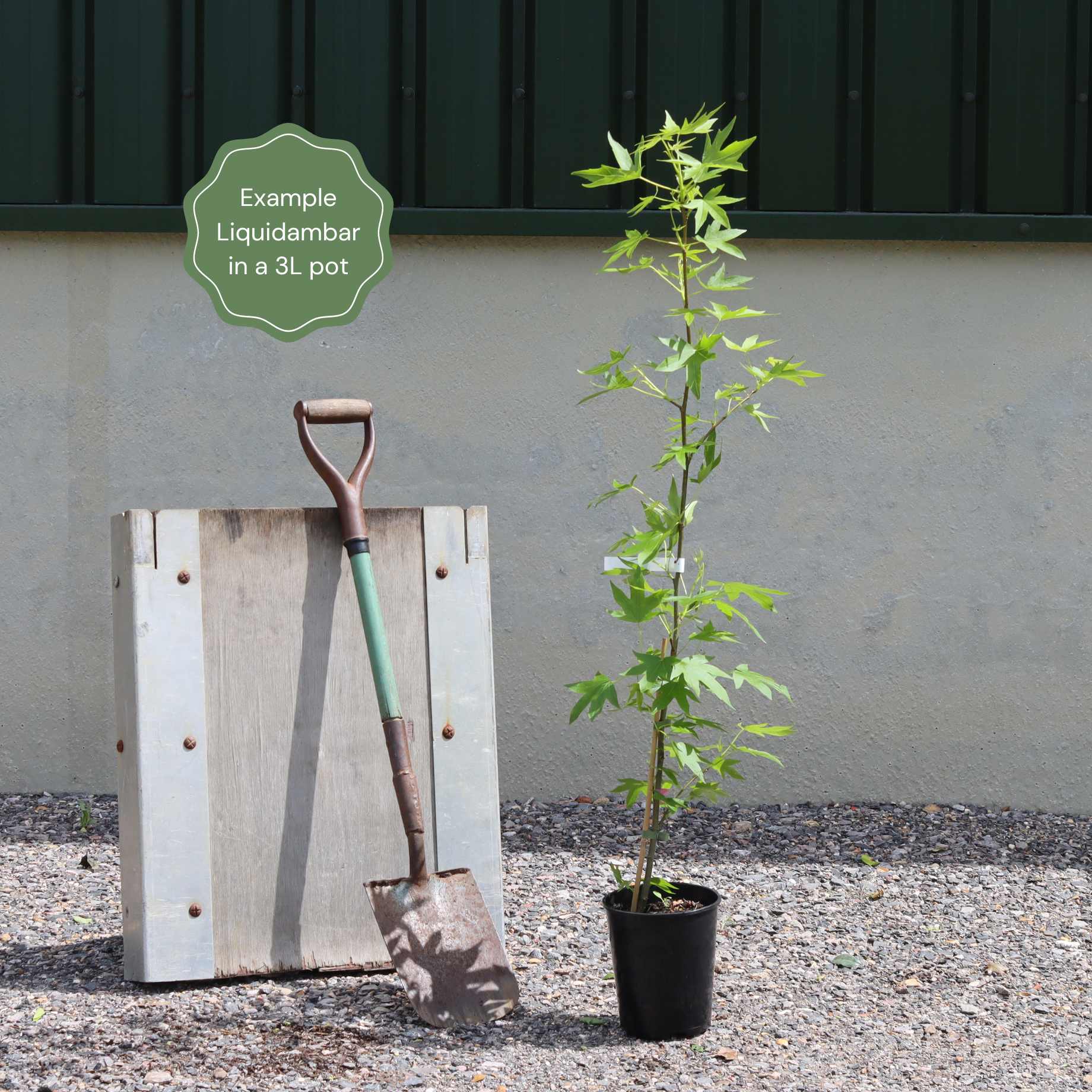 Sweetgum Tree | Liquidambar styraciflua 'Lane Roberts' - Image 7