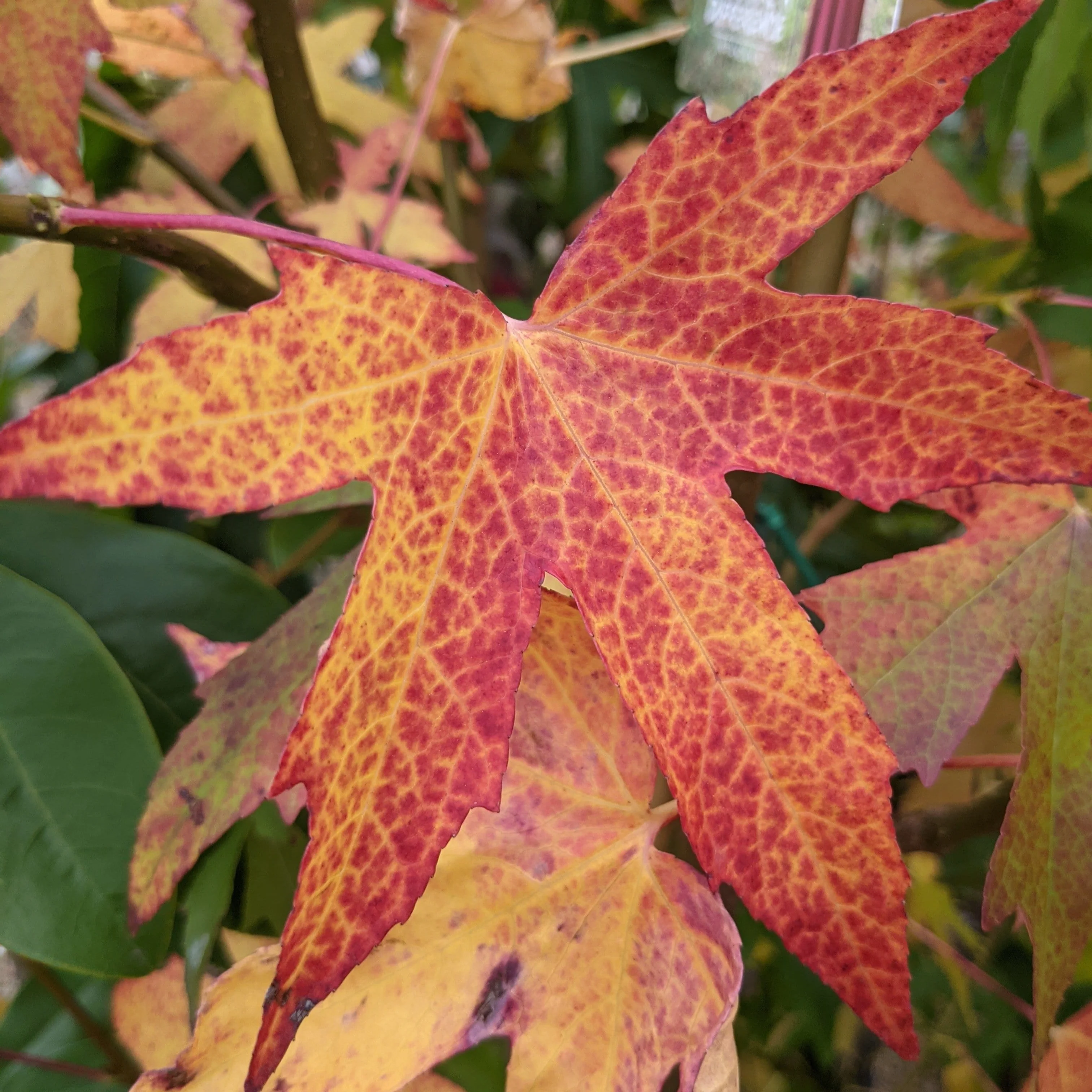 Sweetgum Tree | Liquidambar styraciflua 'Worplesdon' - Image 4