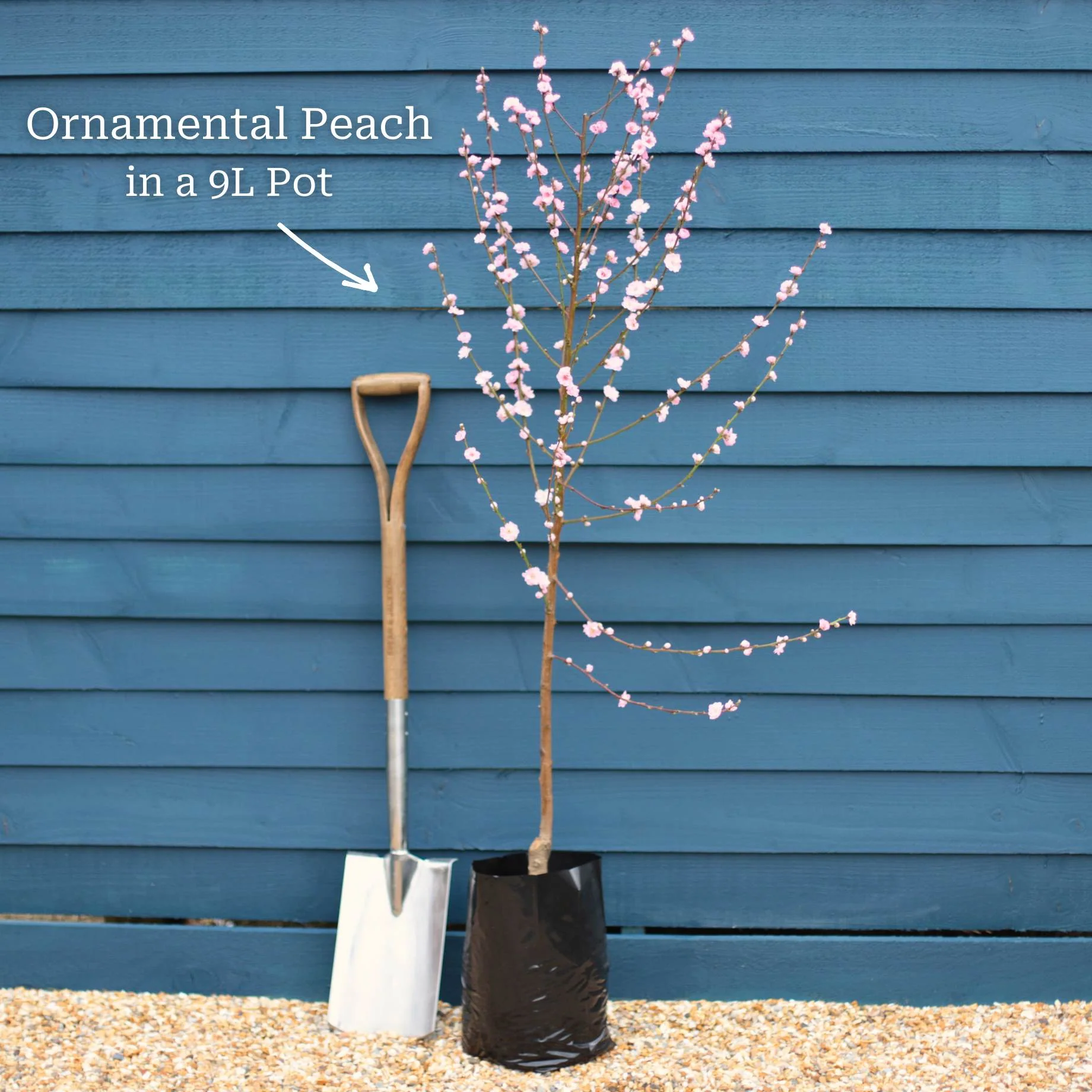 'Taoflora White' Peach Tree - Image 3