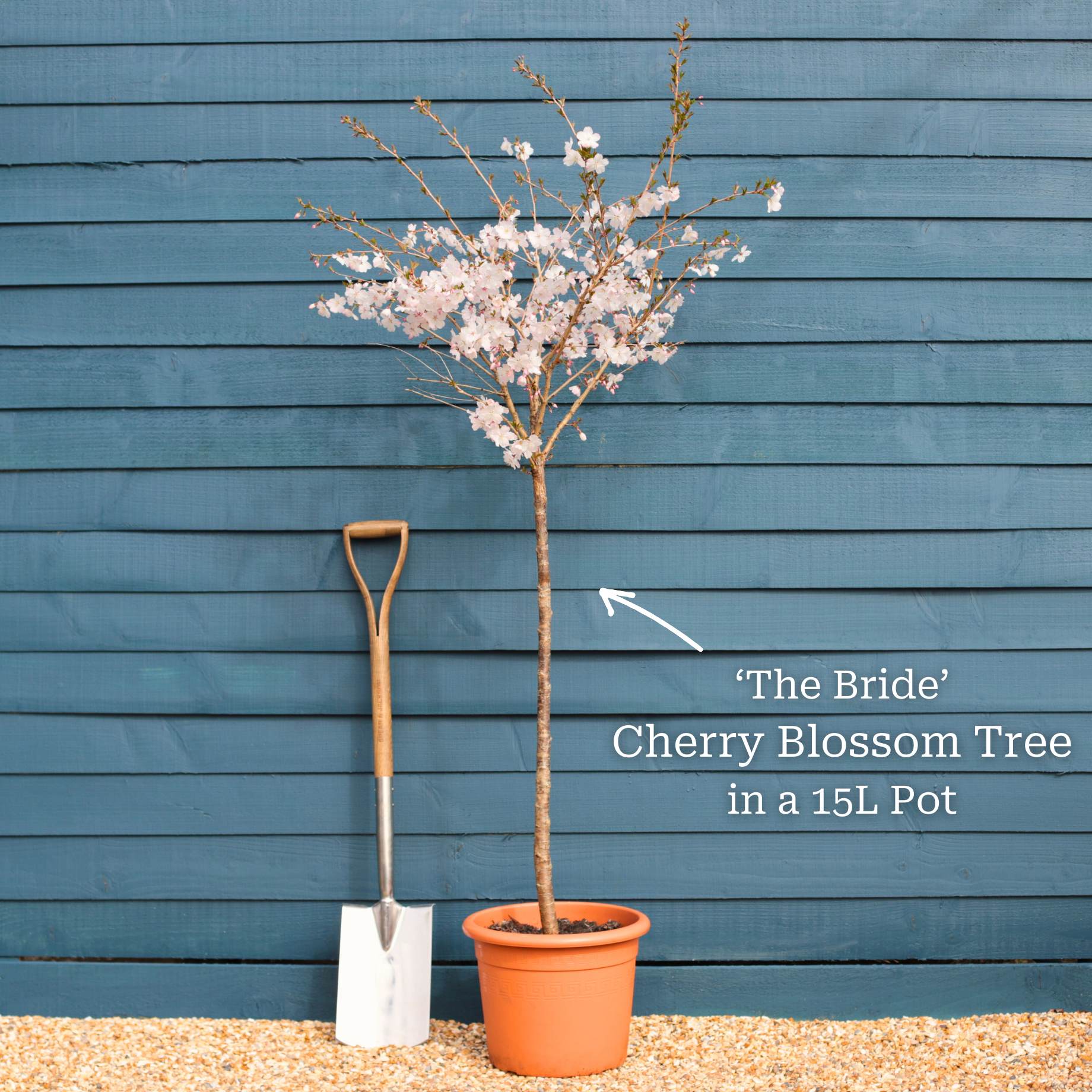 'The Bride' Cherry Blossom Tree | Prunus incisa - Image 4