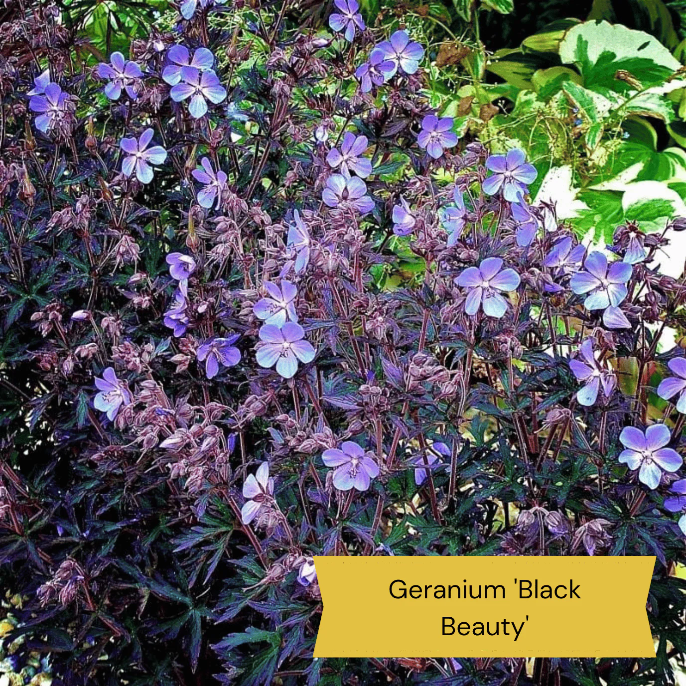 Warm Summer Flowering Perennial Collection - Image 3