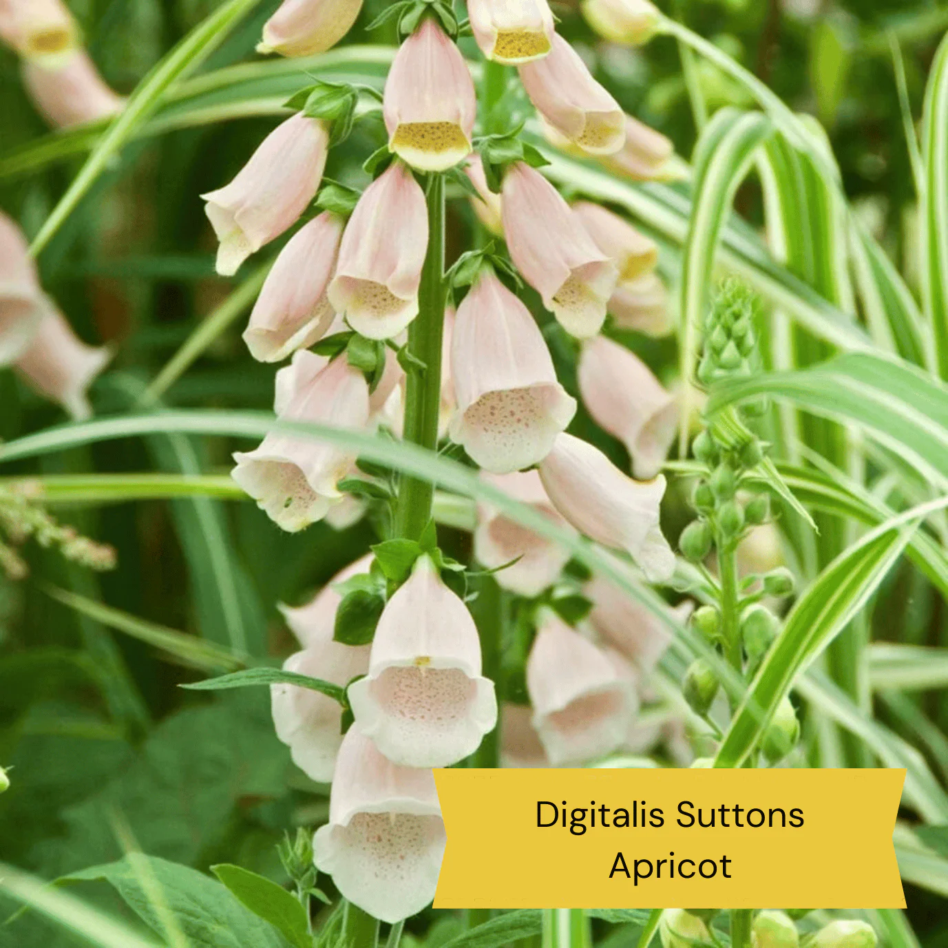 Warm Summer Flowering Perennial Collection - Image 5